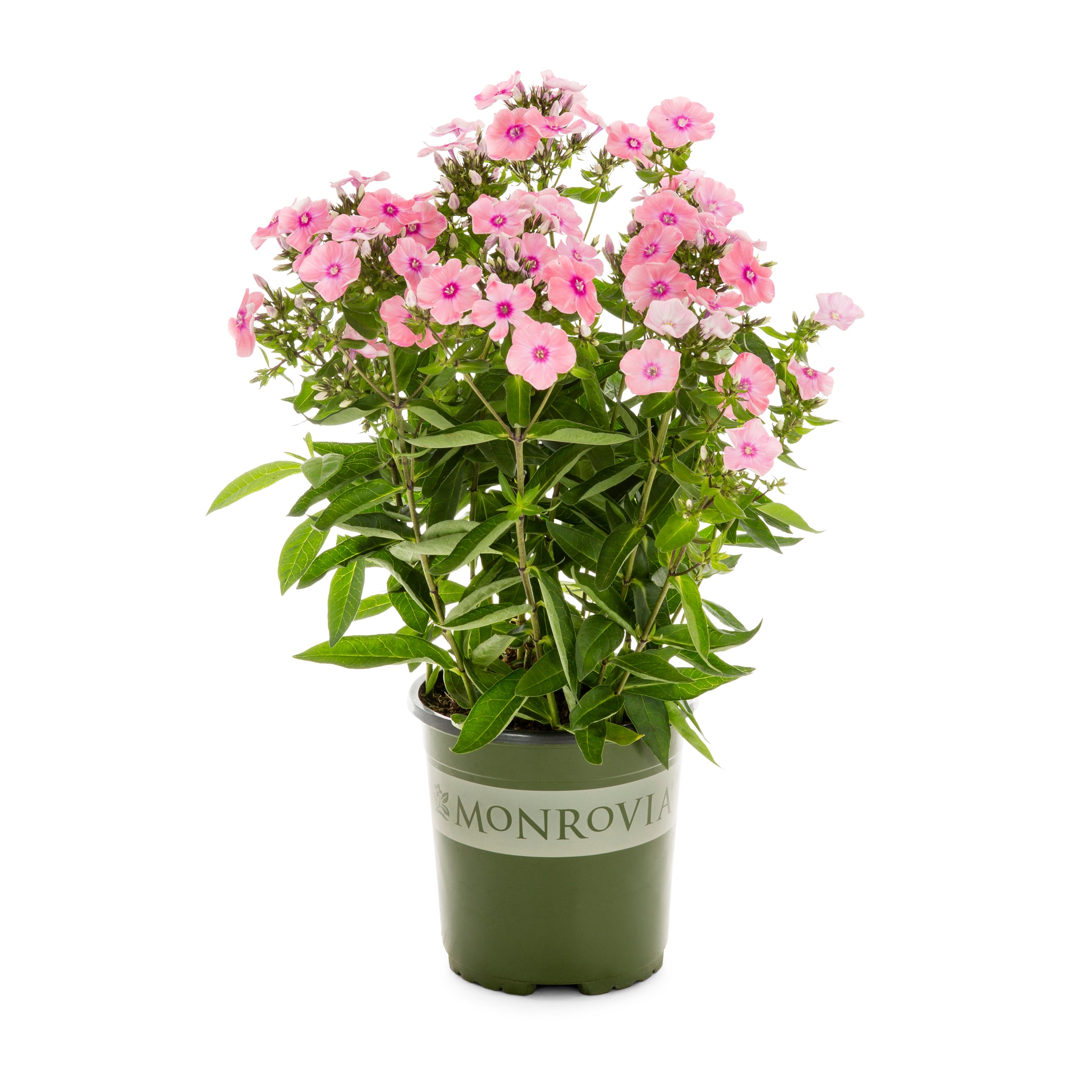 Monrovia NURSERY Multicolor Sweet Summer Surprise Garden Phlox Plant in 2.5-Quart Pot