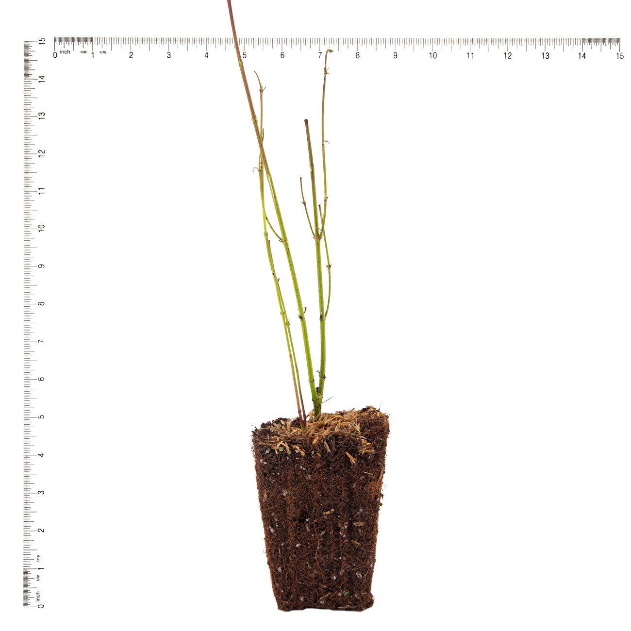 Van Zyverden 82935 Plant-Bulbs - View #3
