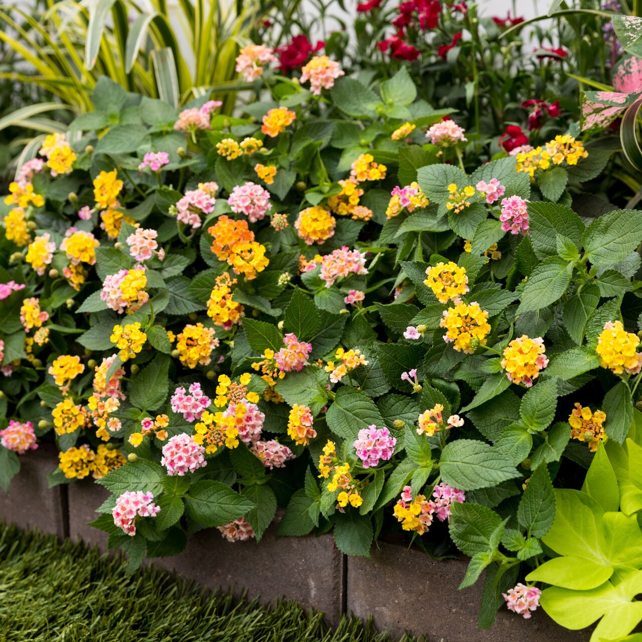 Metrolina Greenhouses 5176 annuals - View #4