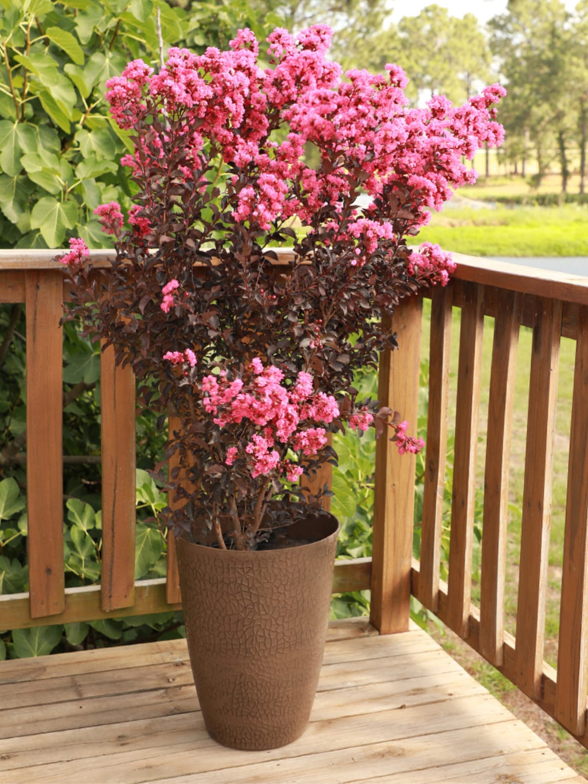 Southern Planters CRMLSK03G 3 -Gallon Purple Flowering Lavender Skies Crape Myrtle In pot (with soil)