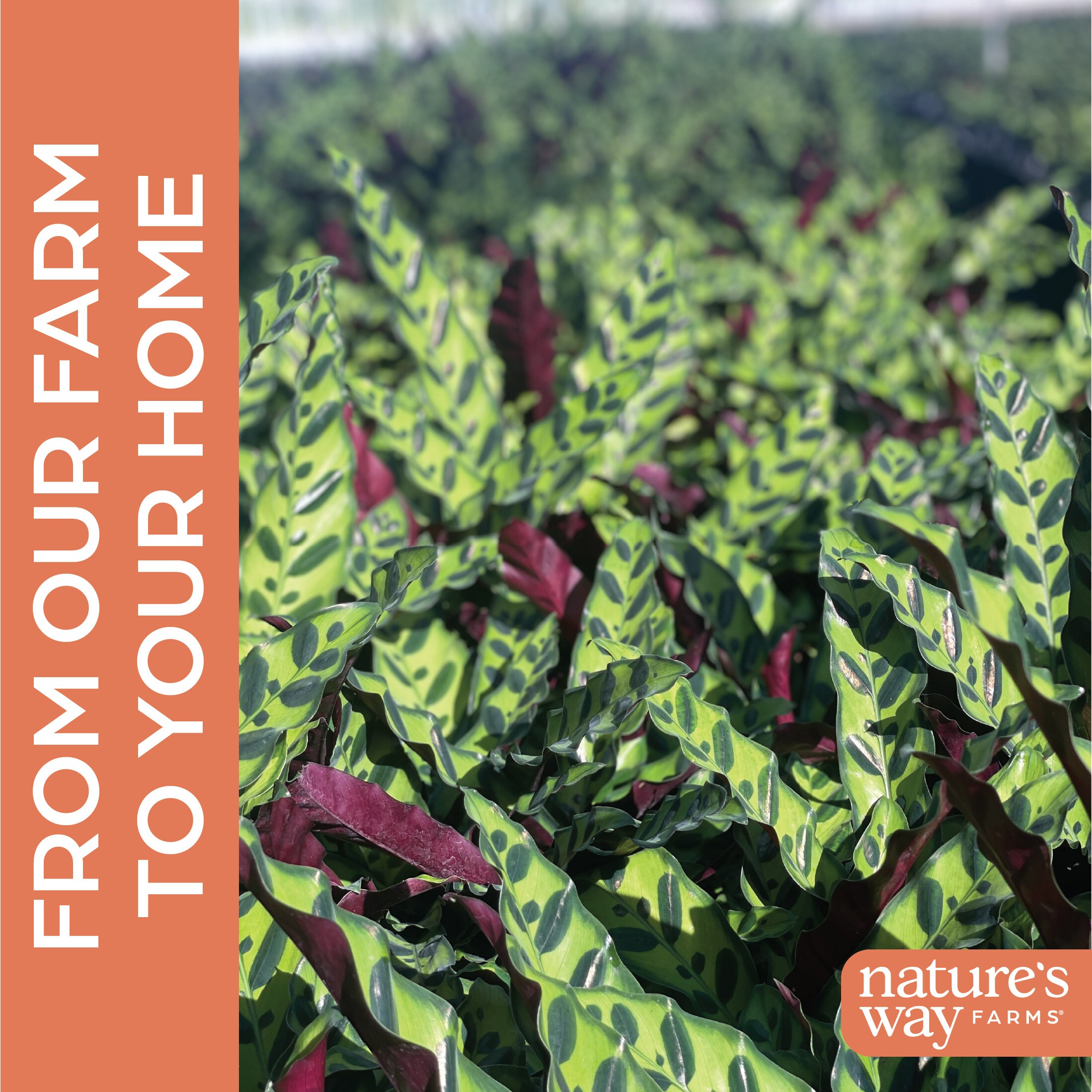 Nature's Way Farms 1147 hseplants - View #4