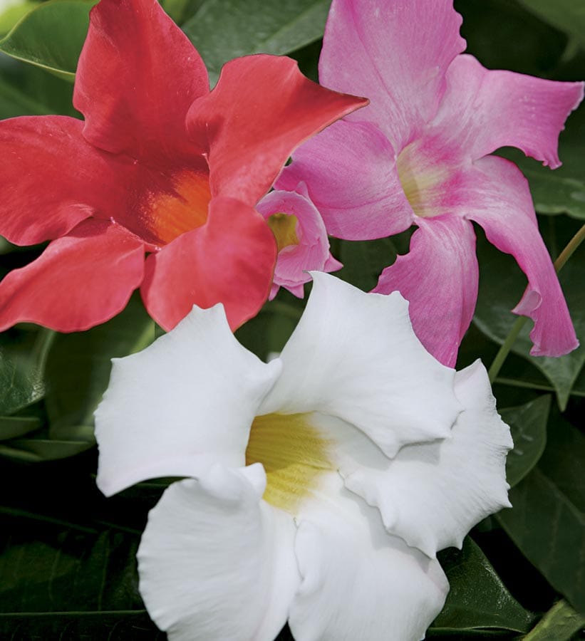 Lowe's NURSERY -Gallon Mandevilla L10440