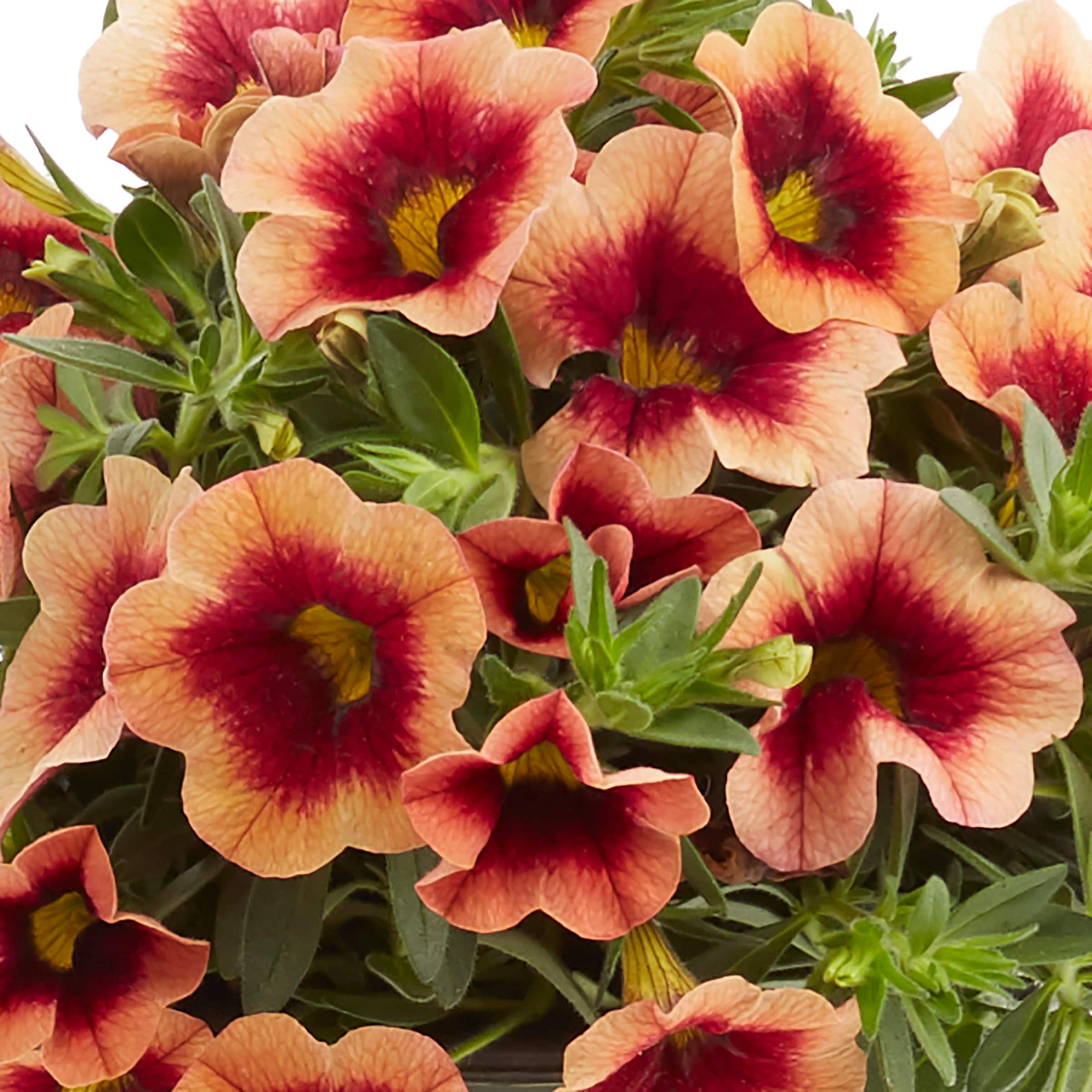 Monrovia 221614 annuals - View #4