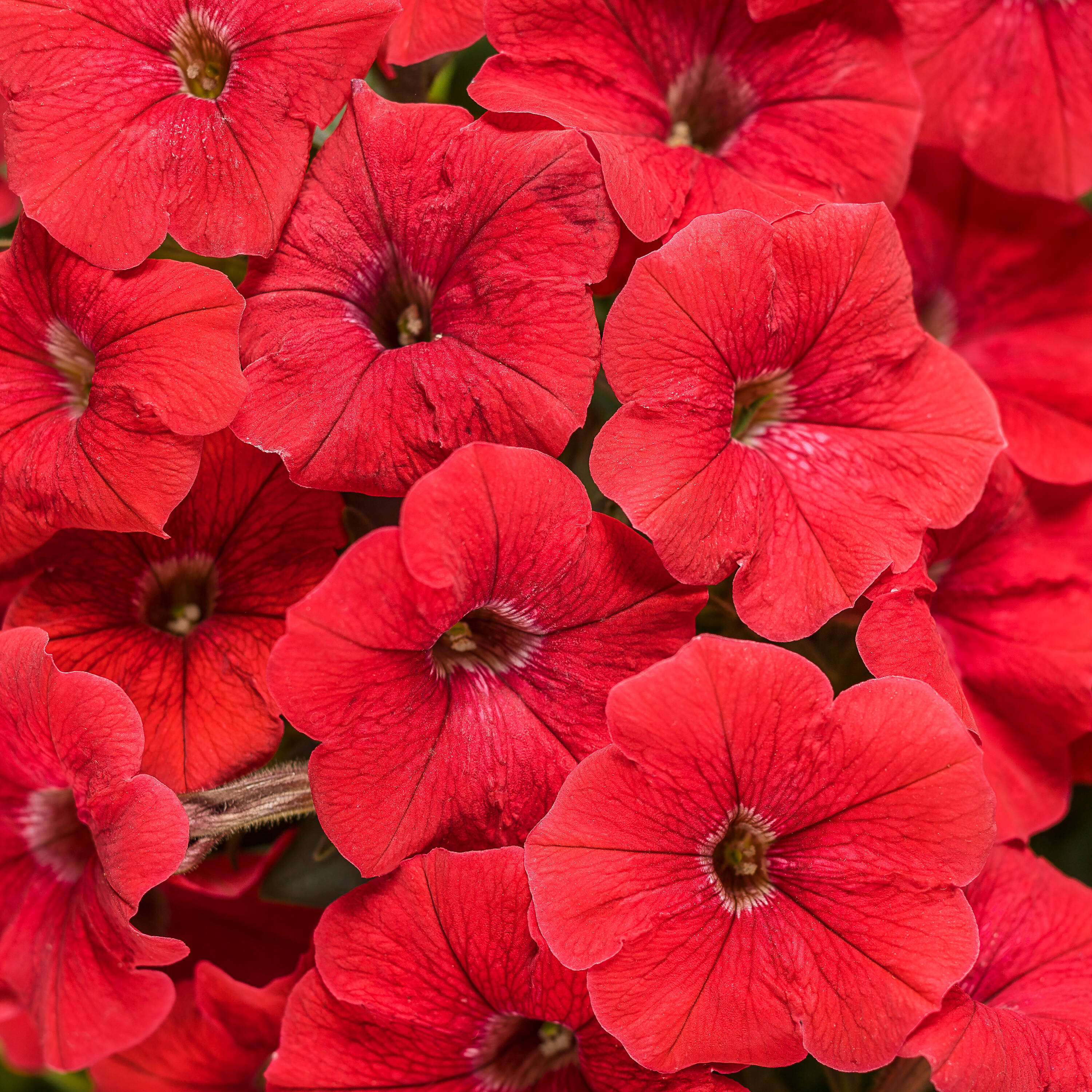 Proven Winners SUPPRW1467504 Red Supertunia Really Red in 4.25-in Pot 4-Pack