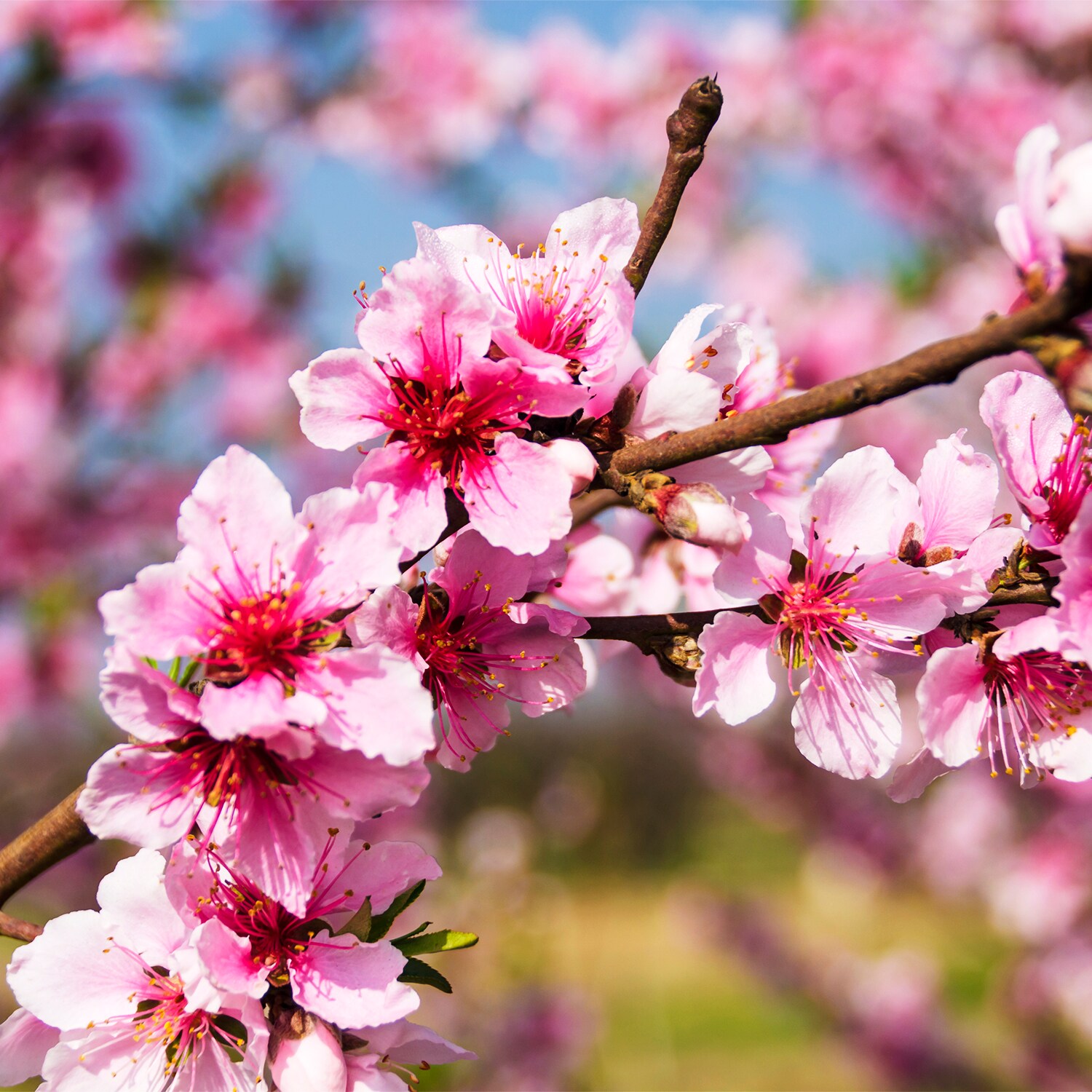 Gurney's Seed and Nursery Fruit Peachy Keen Peach Standard Starter Tree ...