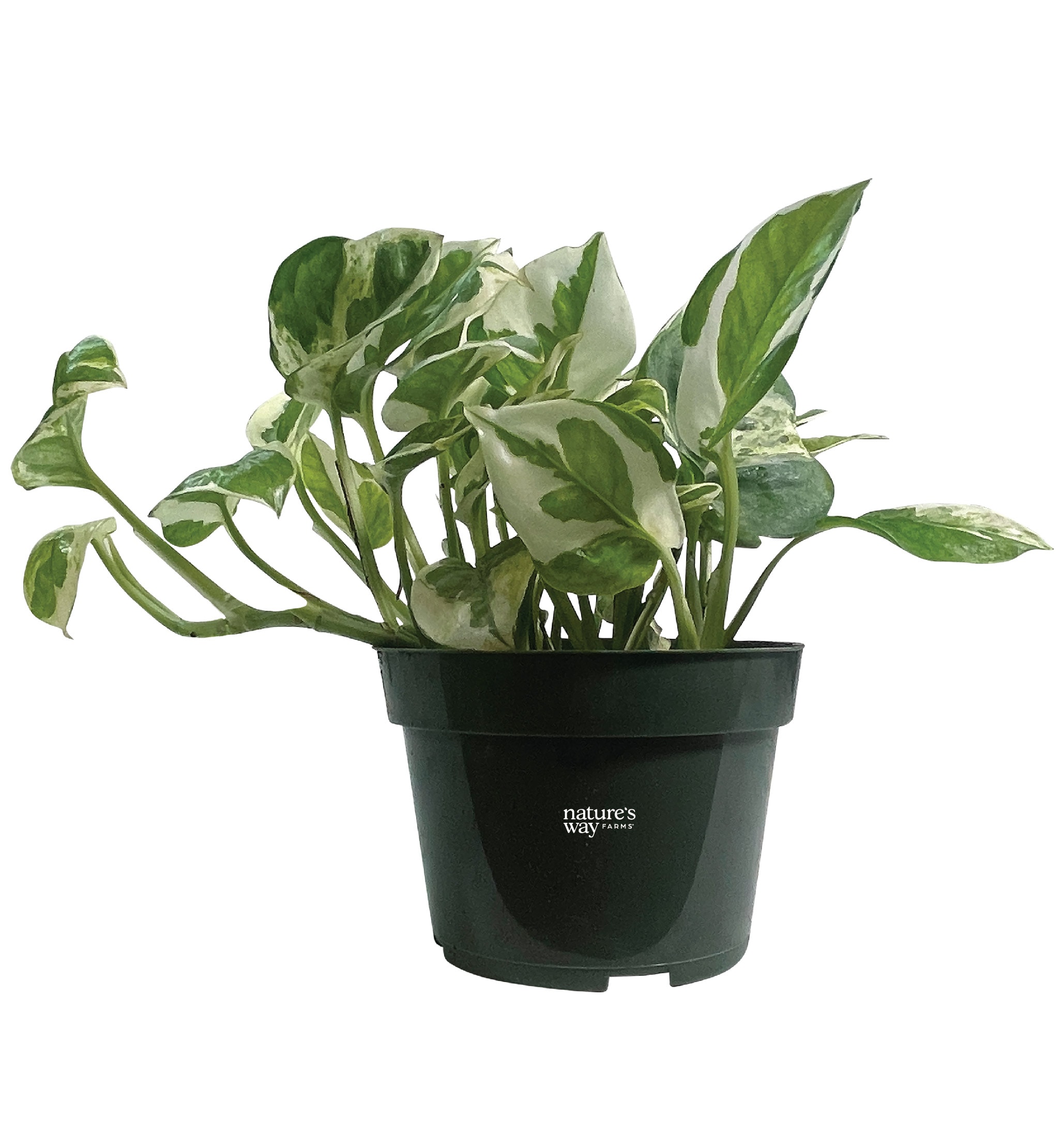  1081 Yellow N-Joy Pothos House plant in 4 Inch(es) Pot 1 -Pack