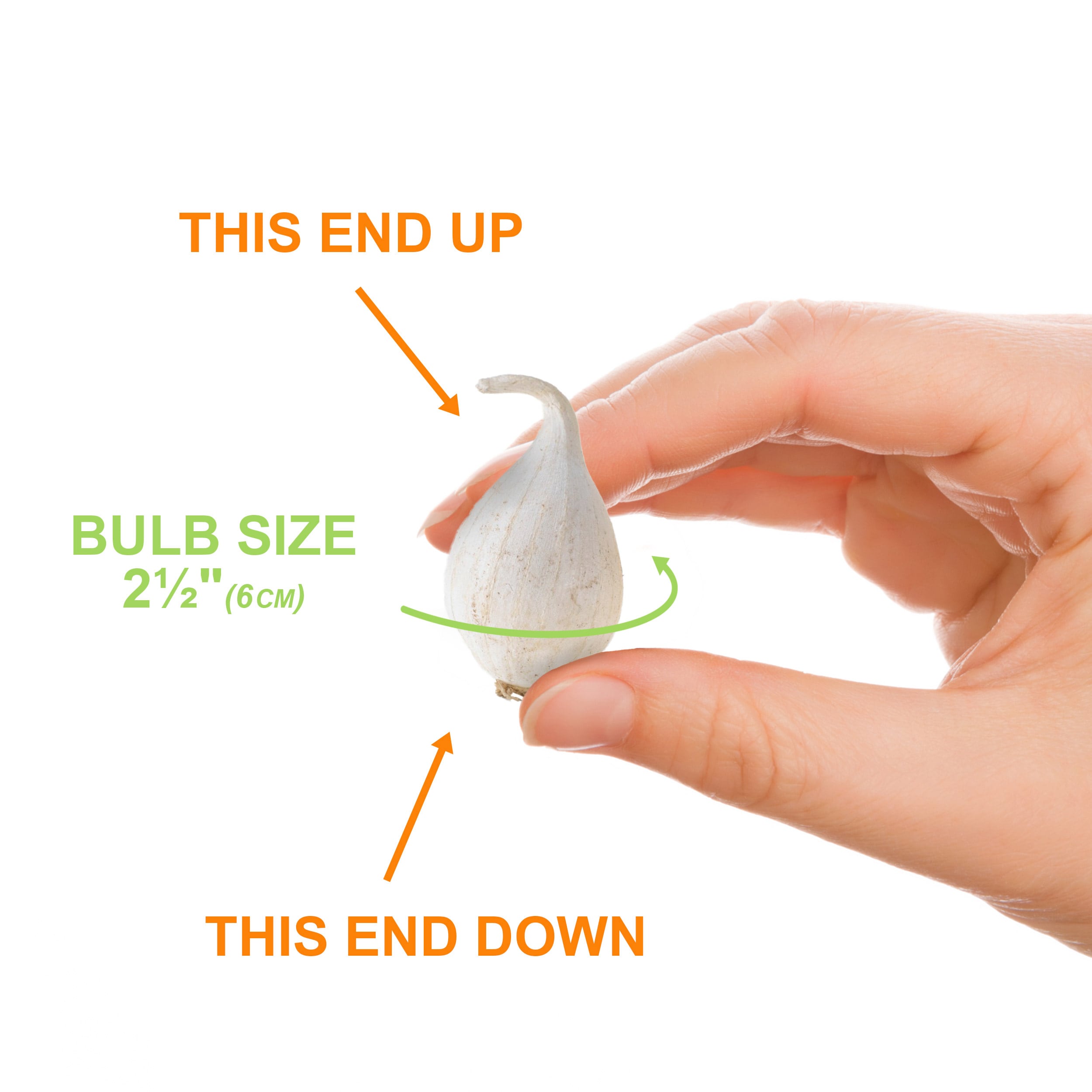 Garden State Bulb ECF-141-25-01 Plant-Bulbs - View #4