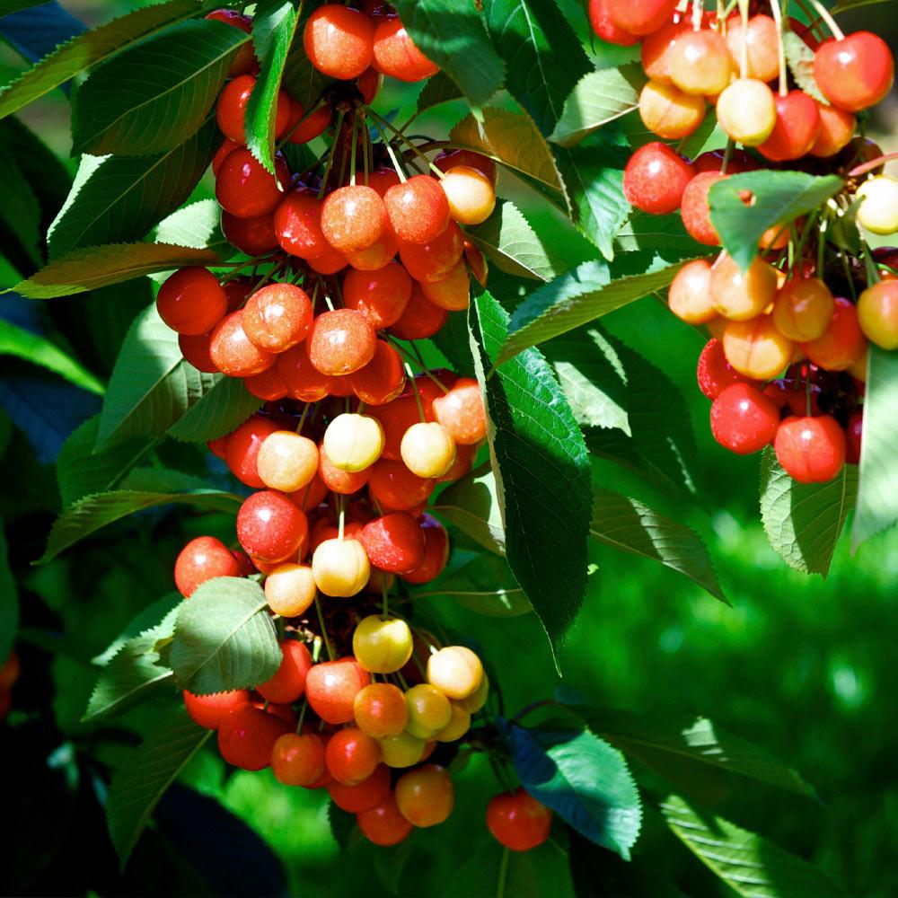 Brighter Blooms 11815 Fruit-Plants - View #3