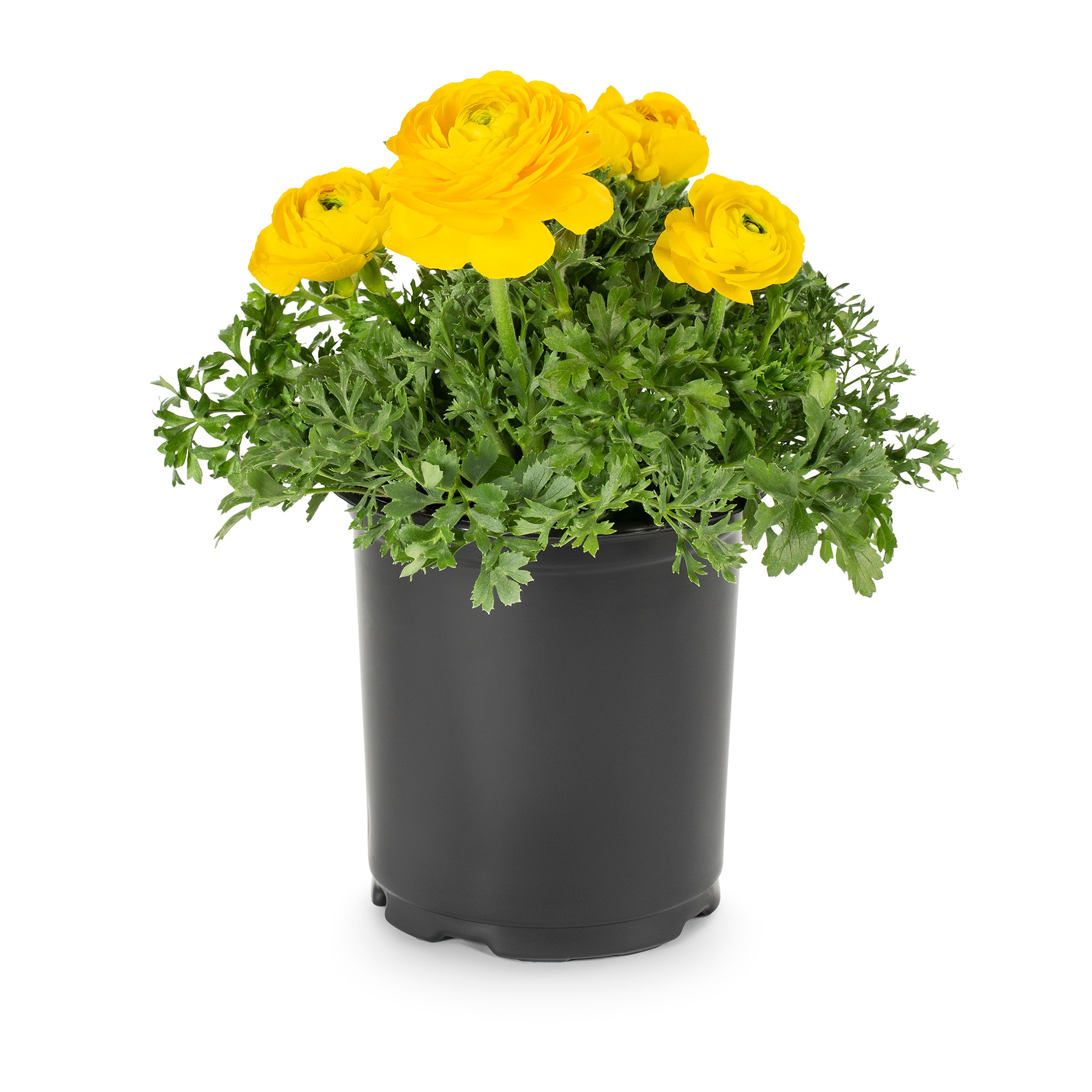 Lowe's Multicolor Buttercup in 2.5-Quart Pot in the Annuals department ...