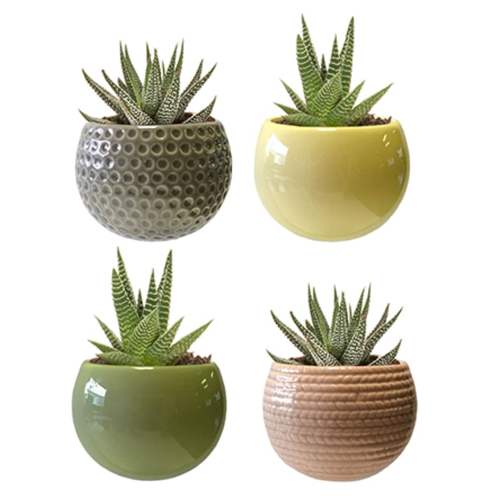 LiveTrends ASB00025 MAGNETIC HARMONY - Assorted Succulents House plant in 2.3 Ounce(s) Pot 1.0 -Pack