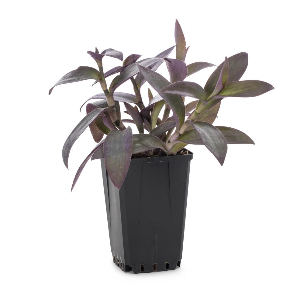 Lowe's NURSERY Multicolor Spiderwort Plant in 1.0 -Quart Pot
