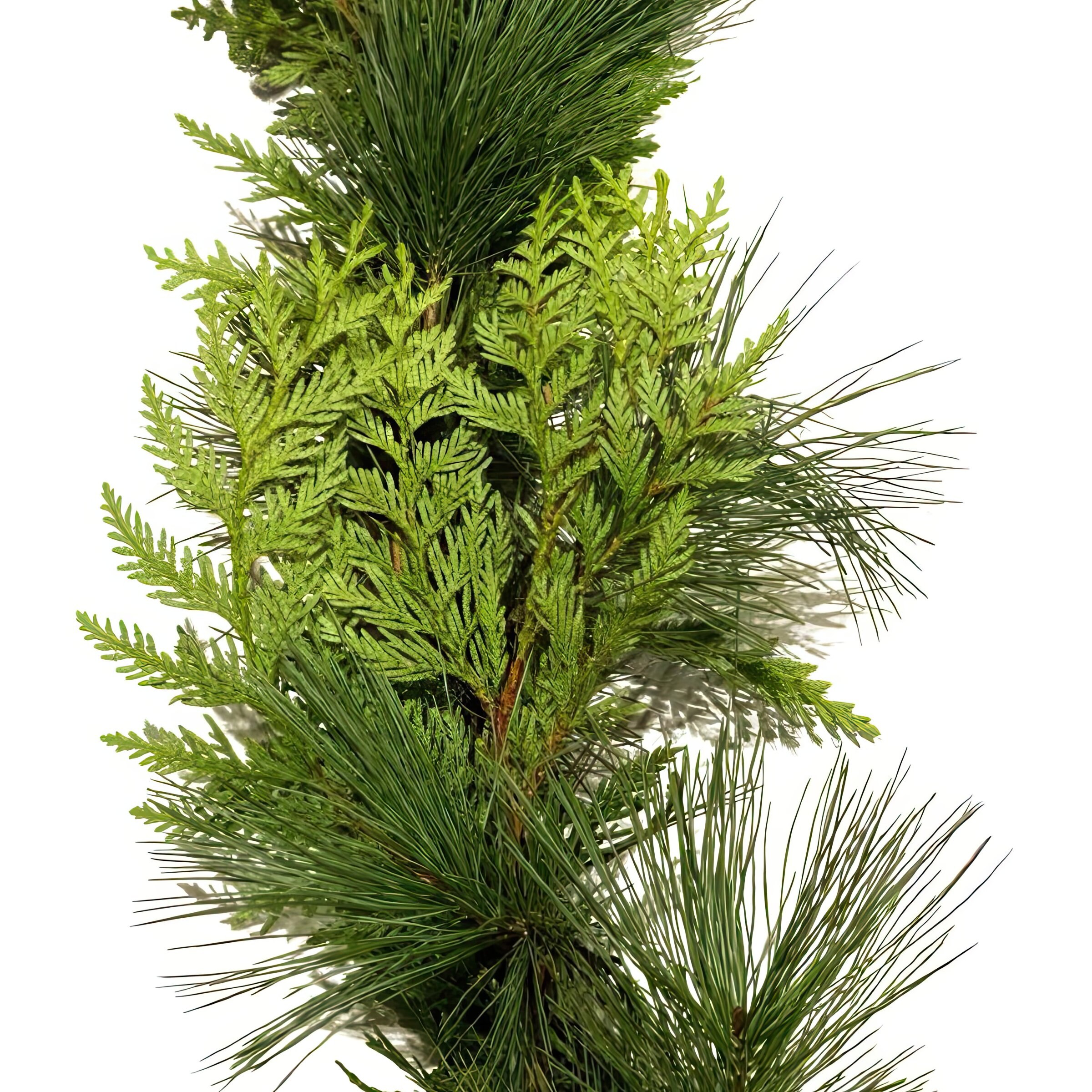 Fresh Christmas Garland Diameter (Inches) 4