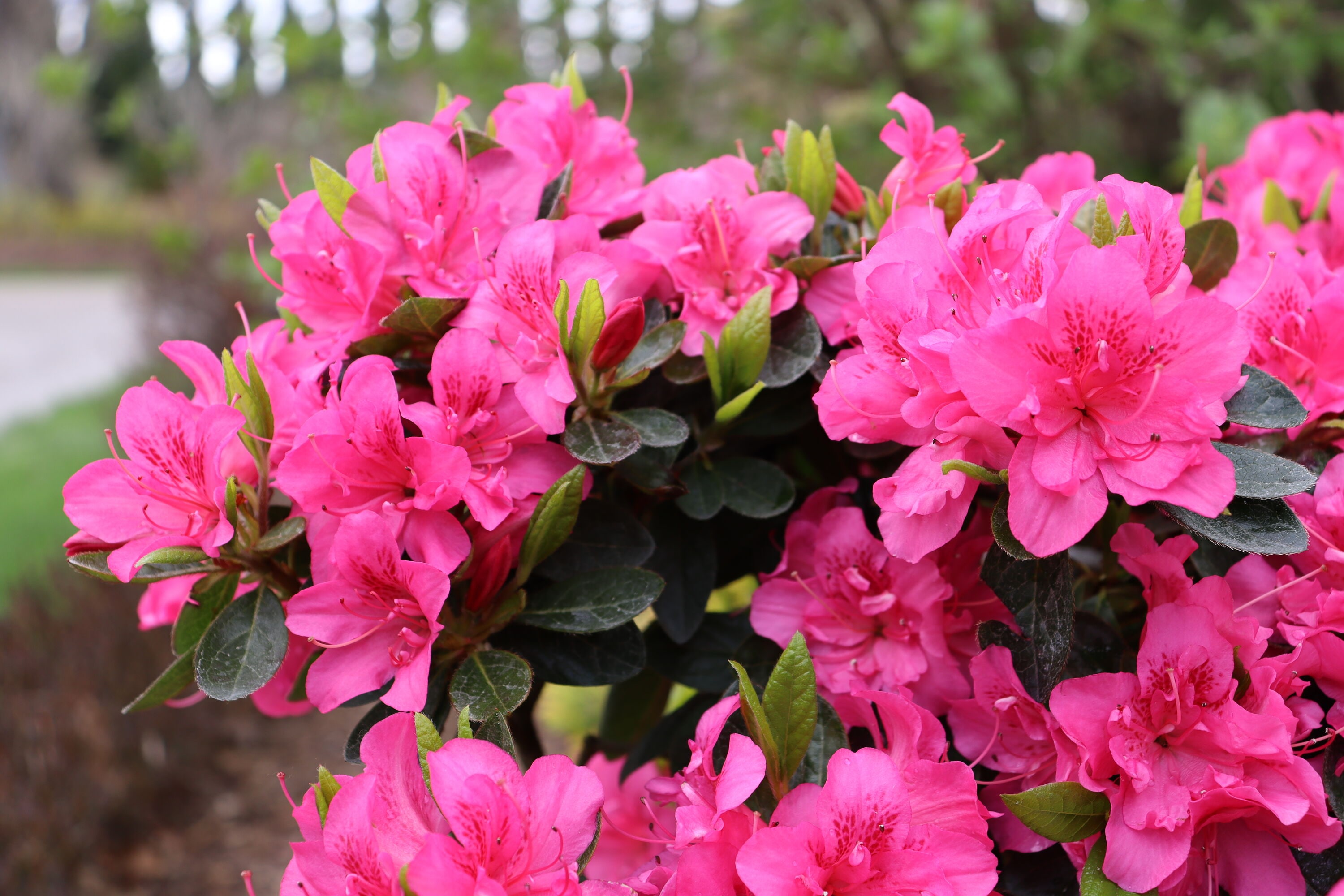 2.25 Gal. Pink Ruffles Azalea Plant with Pink Blooms