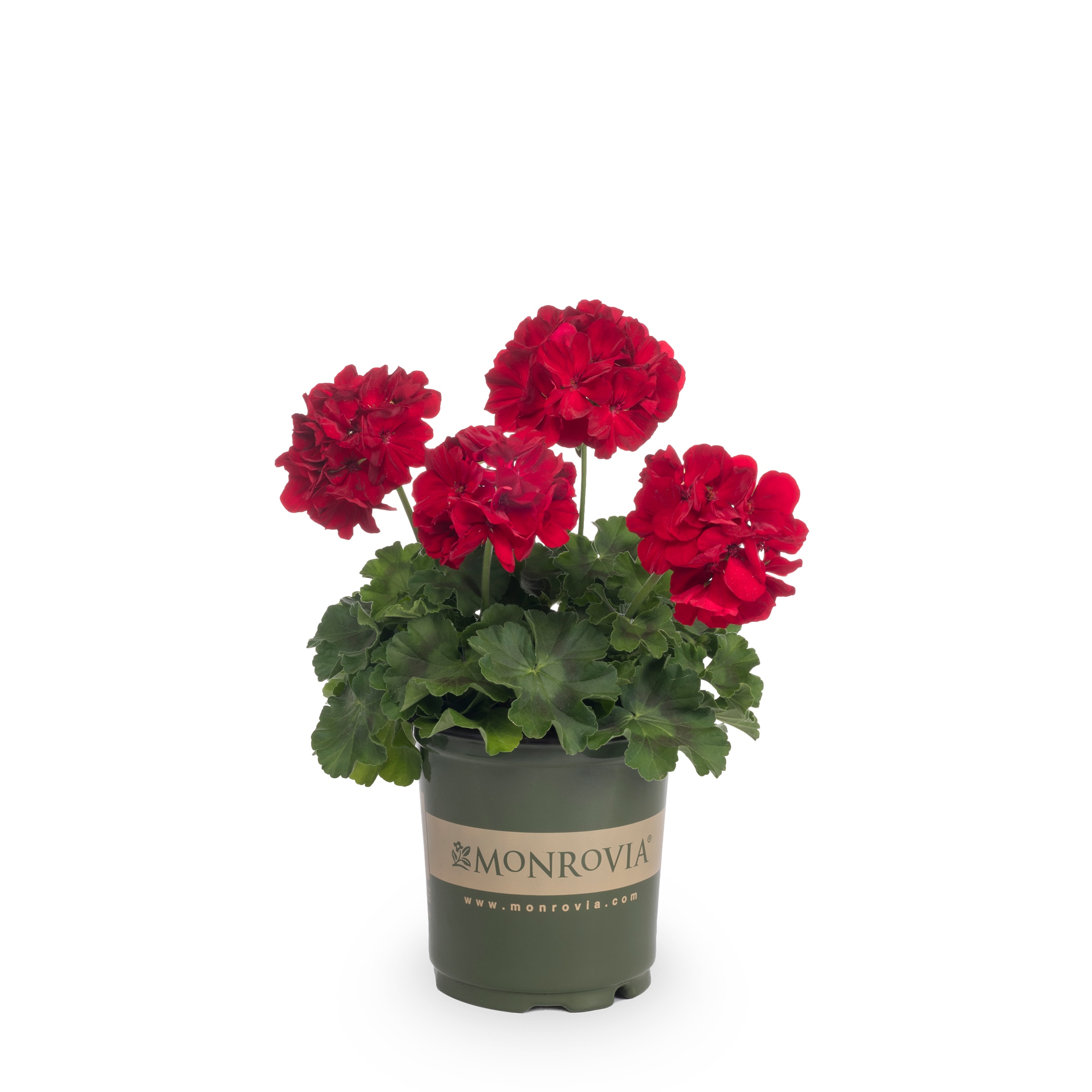 Monrovia 203559 annuals - View #5