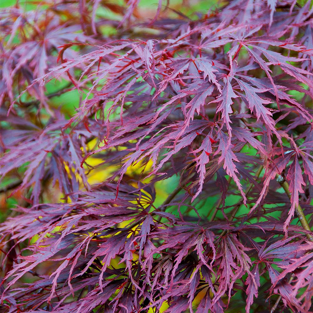 Brighter Blooms 10216 trees - View #2