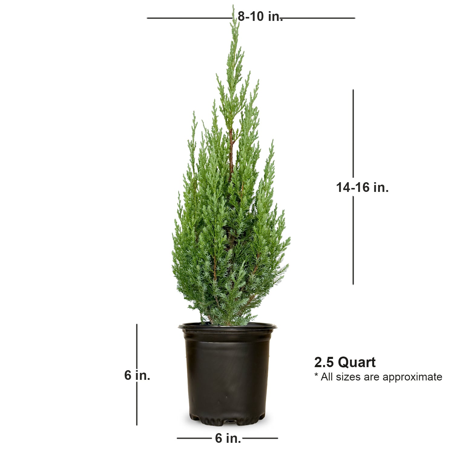 Flowerwood 3373Q-1 shrubs - View #7