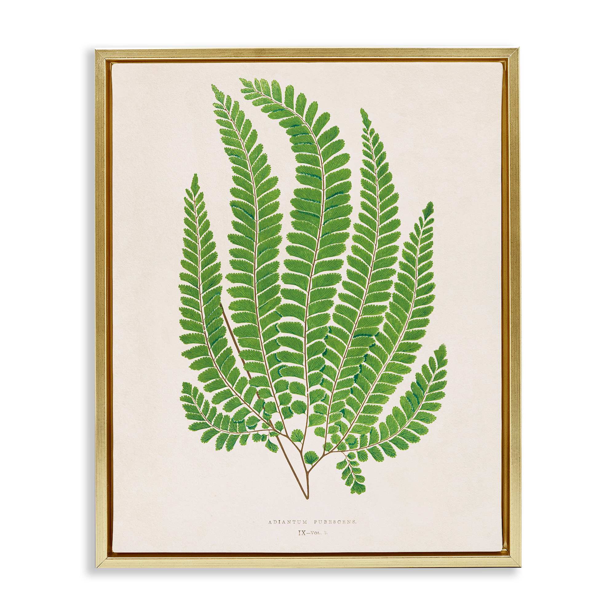 Stupell Industries BT-467-FFG-16X20 Cottage Ferns Study Floating Frame design by Phillipa Katz