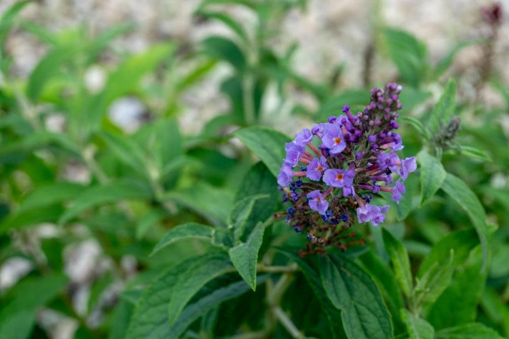 Lowe's NURSERY Multicolor Anise Hyssop Plant in 2.5-Quart Pot