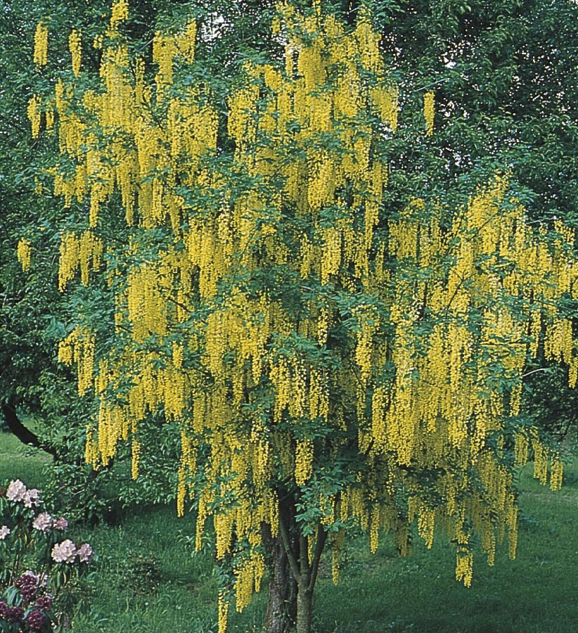 NURSERY Yellow Feature Tree Goldenchain Tree In Pot (With Soil)