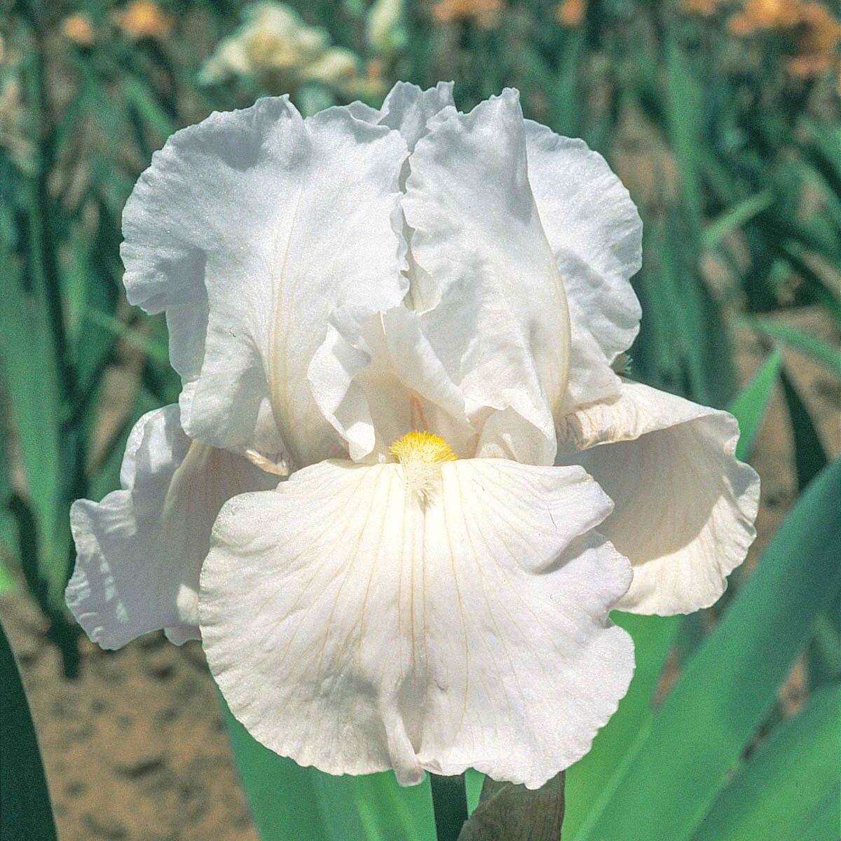 Direct Gardening 80959 perennials - View #2