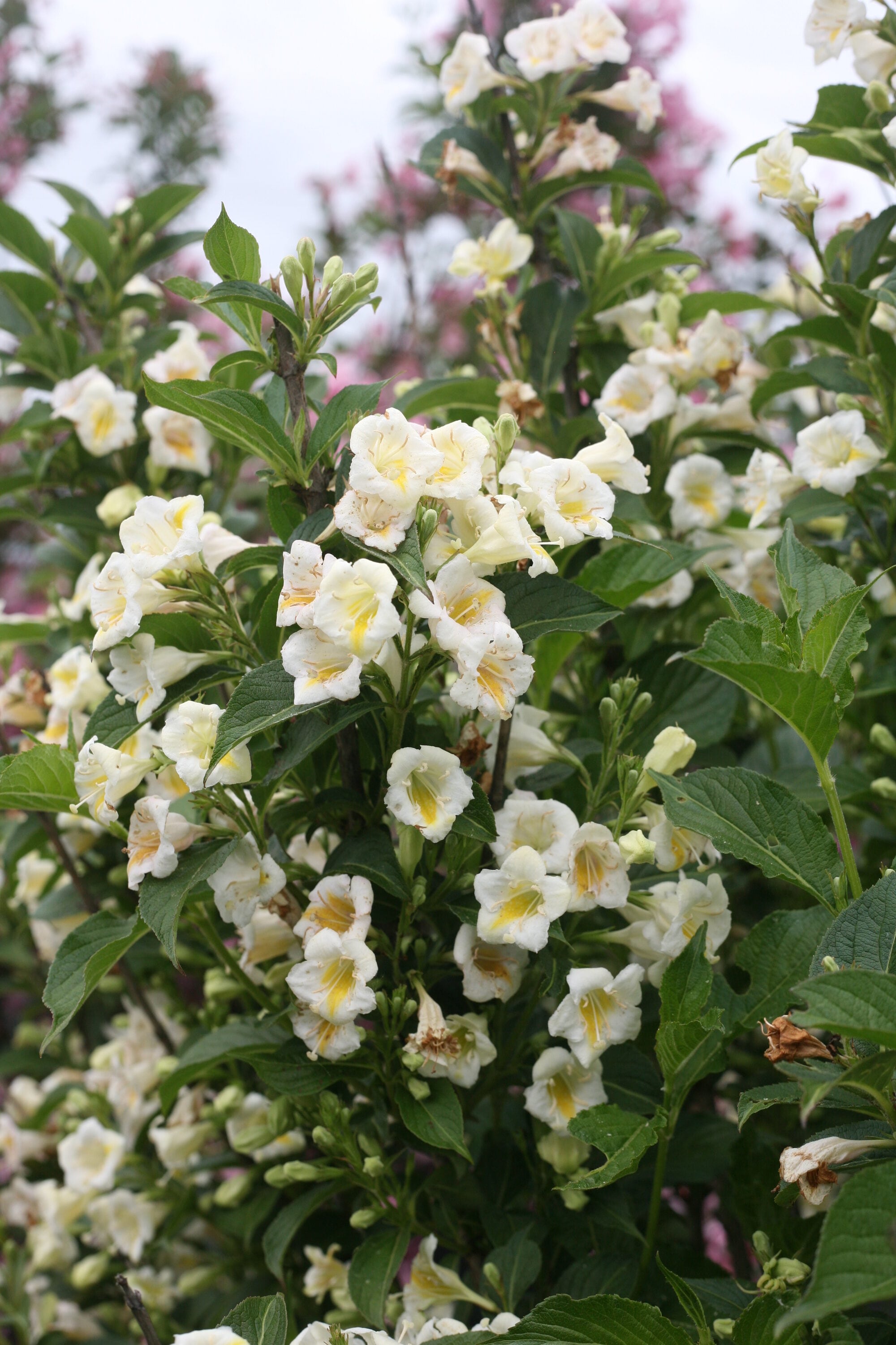 Proven Winners WEIPRC1207800 shrubs - View #3