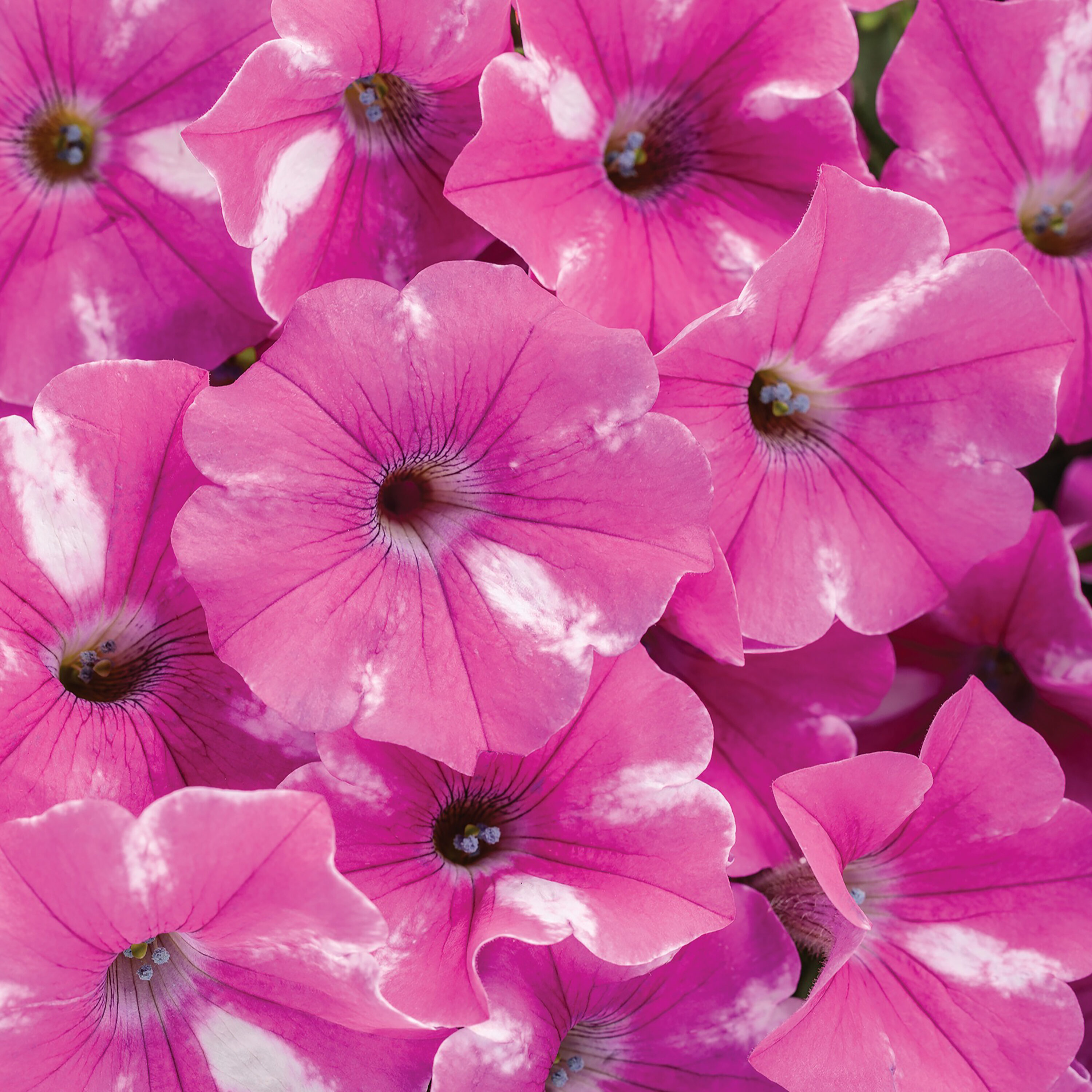 Proven Winners SUPPRW1517504 Pink Supertunia Raspberry Rush (Petunia) in 4.25-in Pot