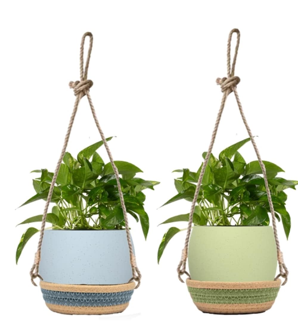 LiveTrends ASB07653 Pastel Beginnings House plant in 36 Ounce(s) Hanging basket 1 -Pack