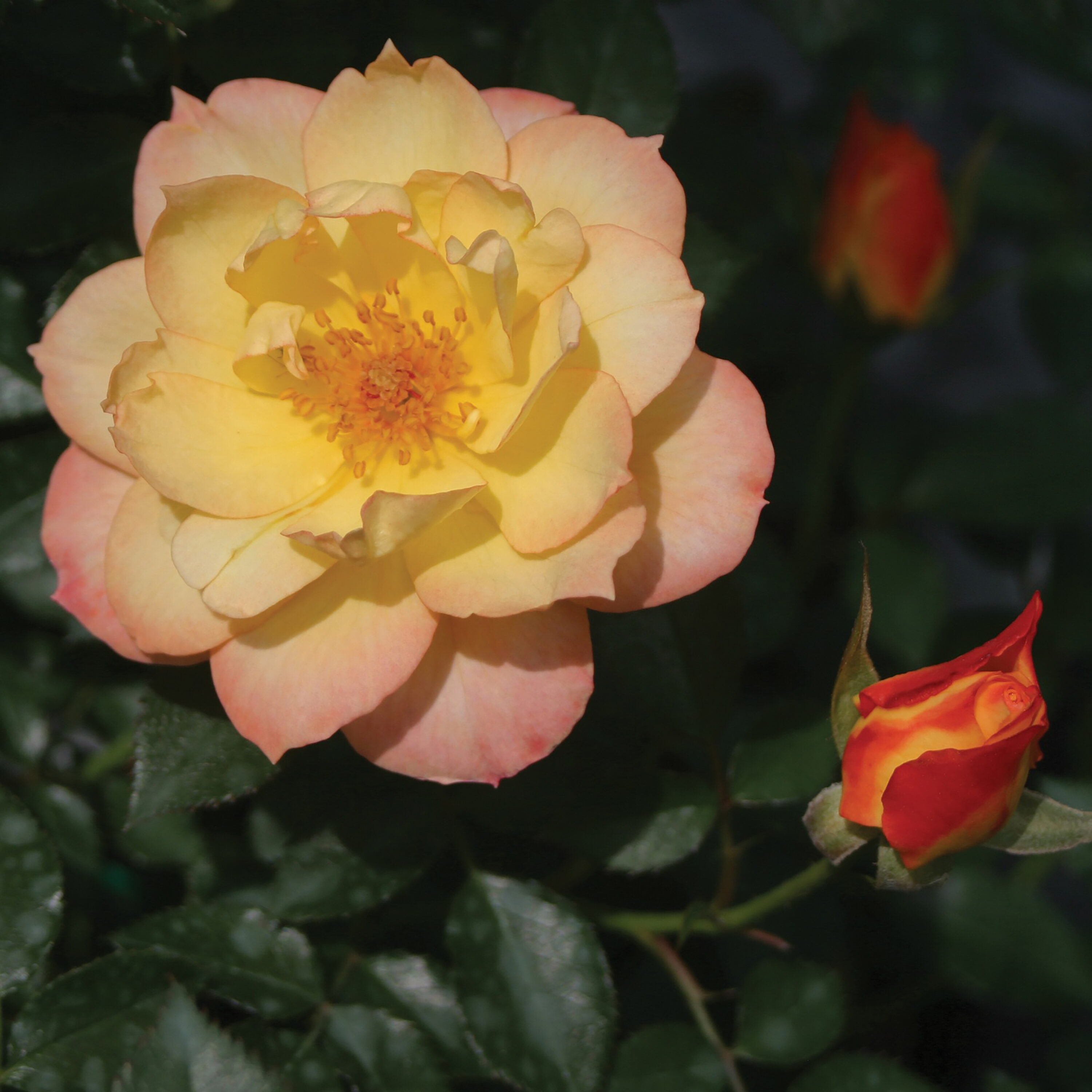 Proven Winners ROSPRC1087800 shrubs - View #3