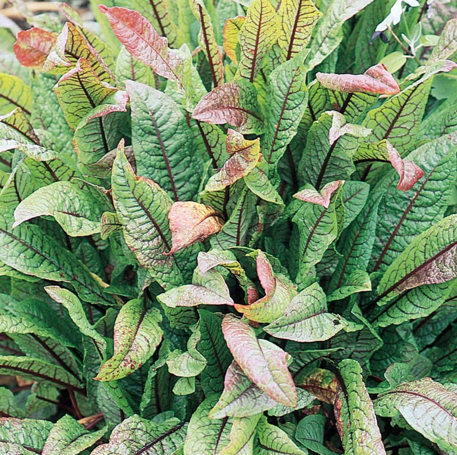 Lowe's Green Annuals at Lowes.com