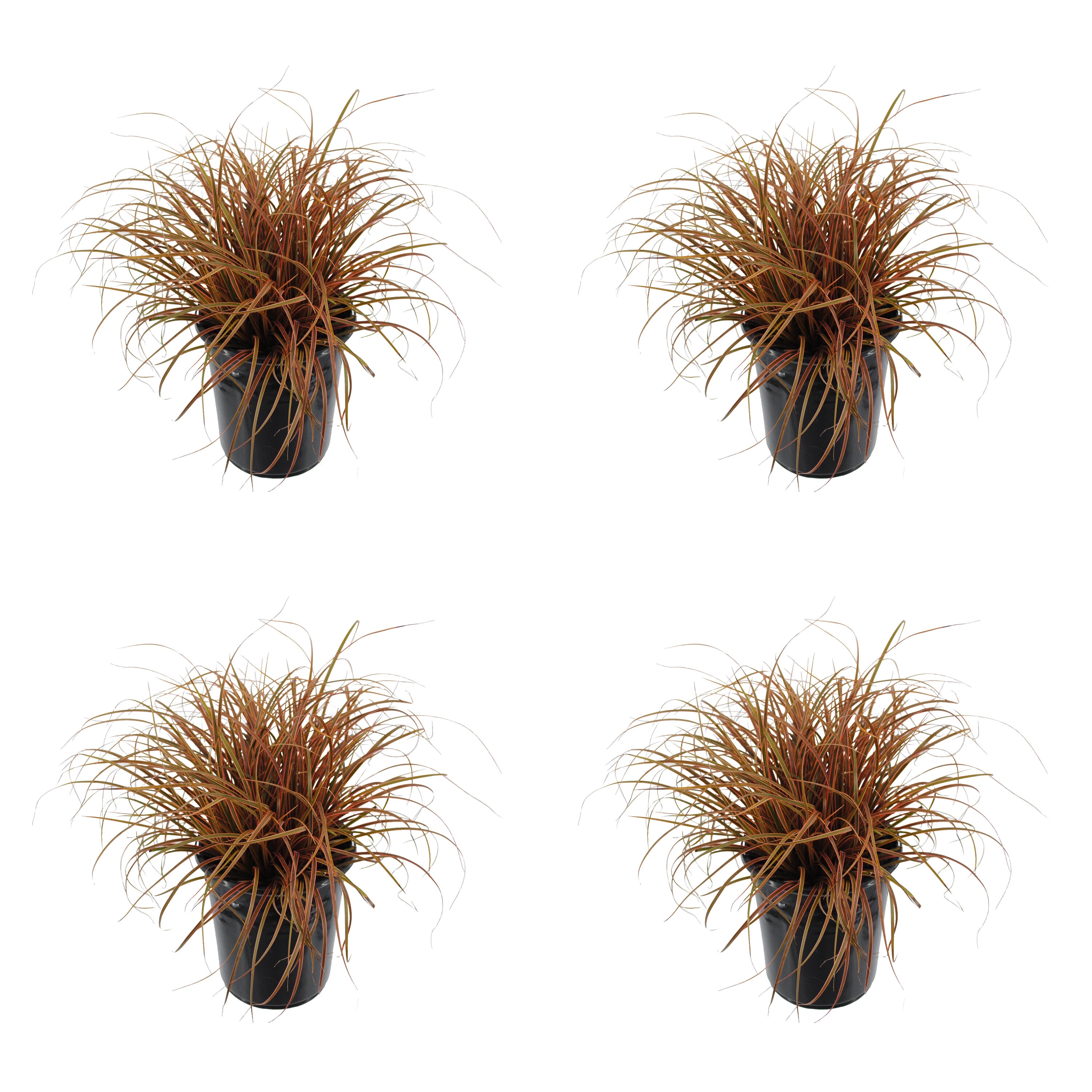 Deer Resistant Uncinia Grass Plants, Bulbs & Seeds at Lowes.com