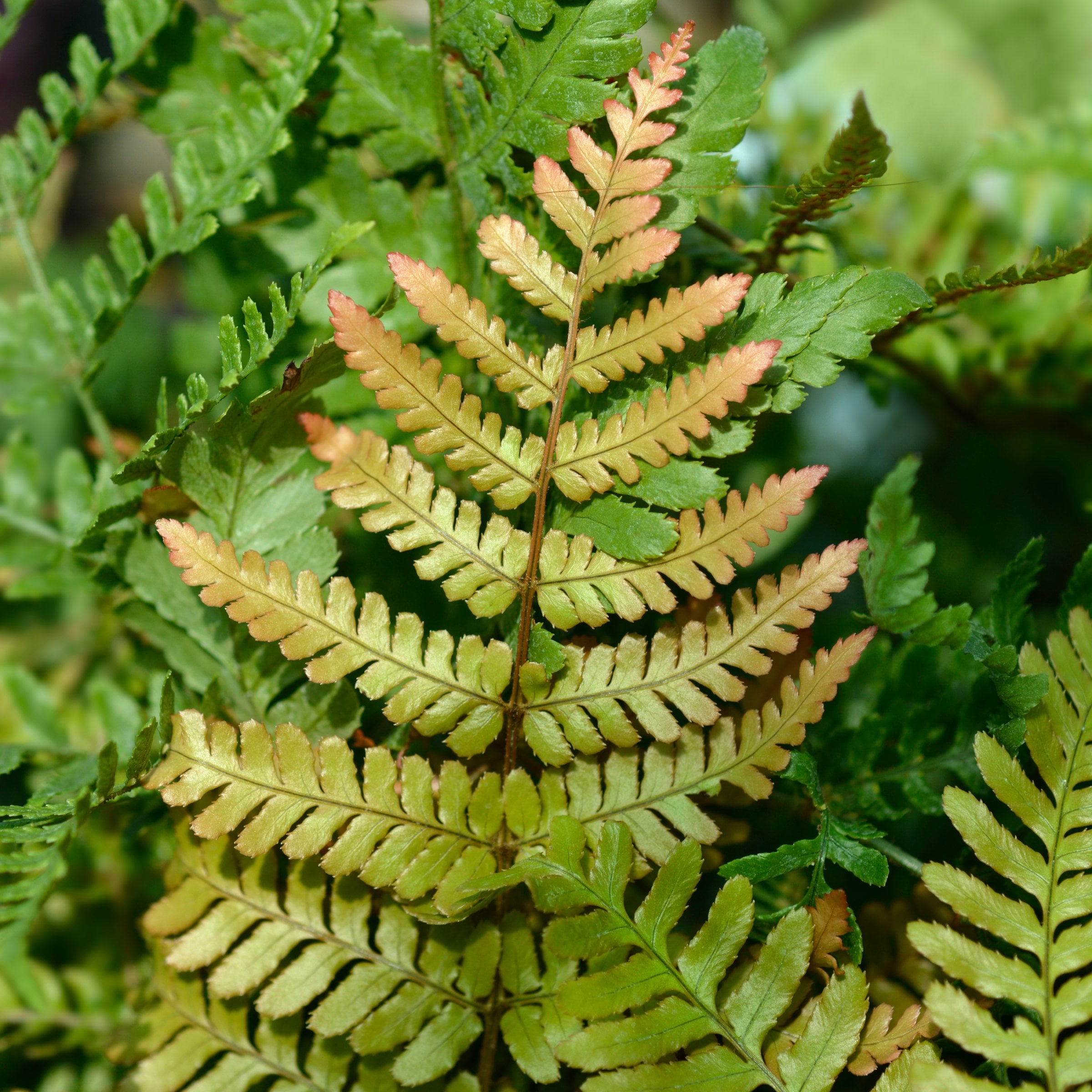Autumn Fern Plant in 1-Gallon Planter for Shade Gardens