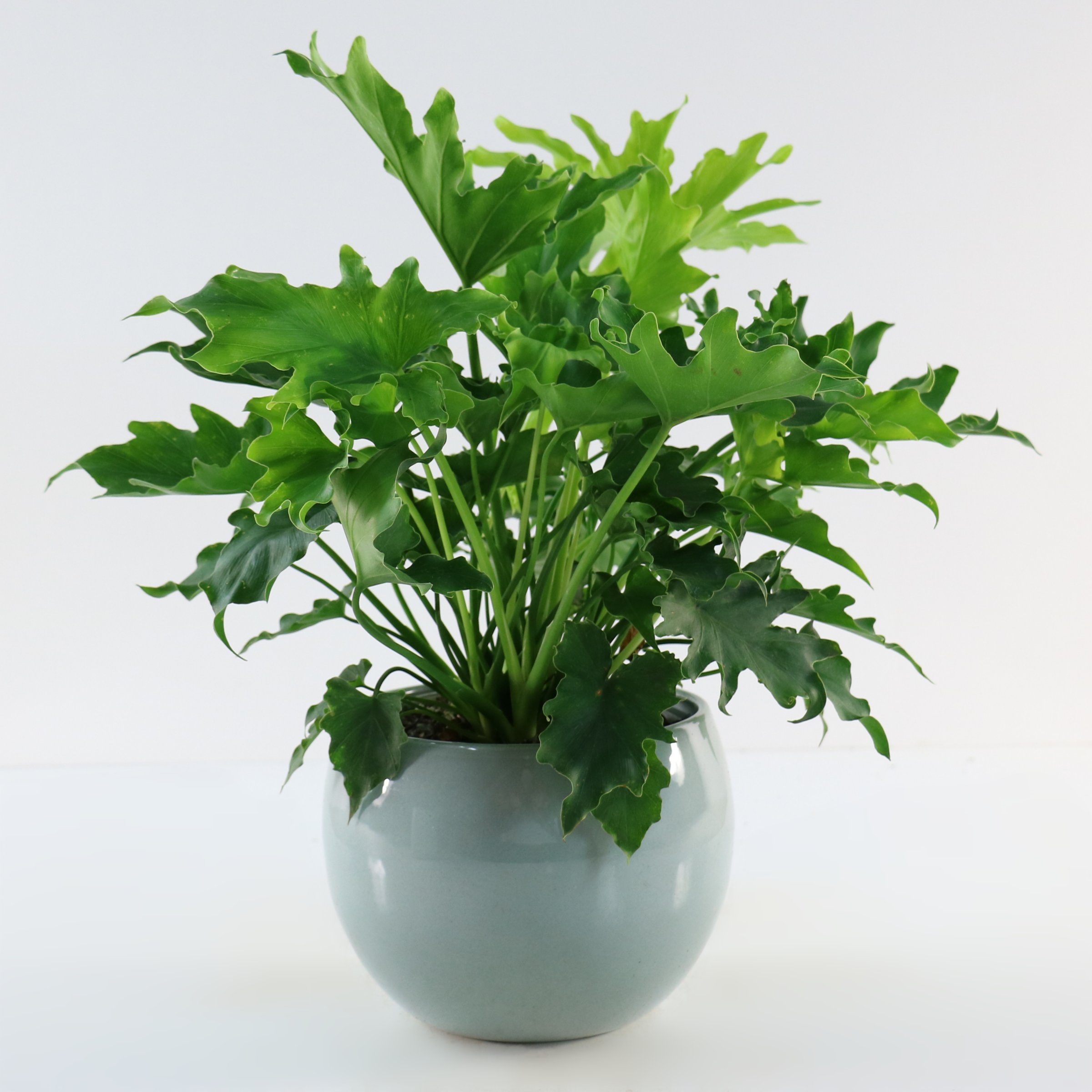 National Plant Network LW2428 hseplants - View #2