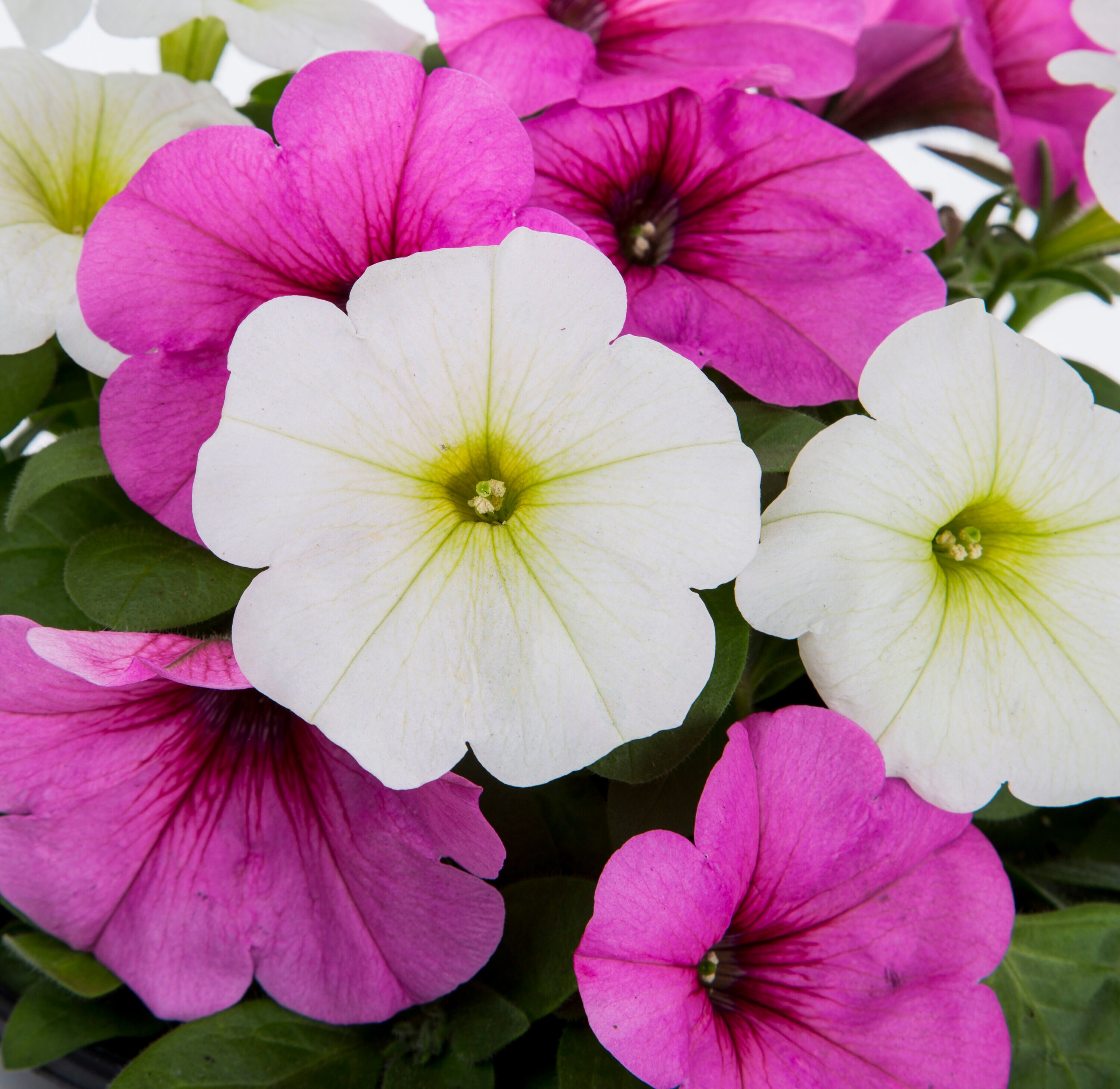 Lowe's NURSERY annuals - View #4