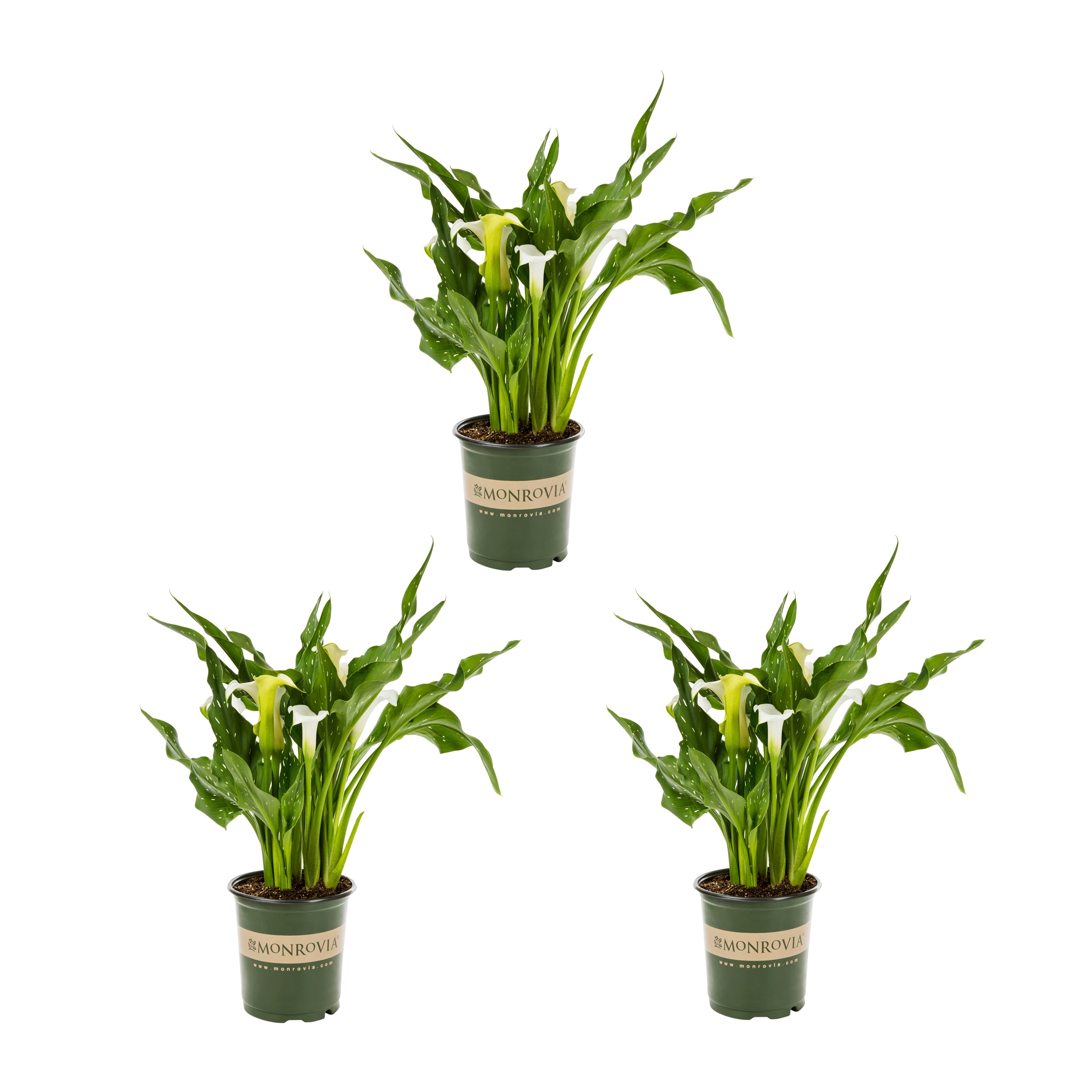 Monrovia 4972 White Calla Lily Plant in 2 -Quart Pot 3.0 -Pack