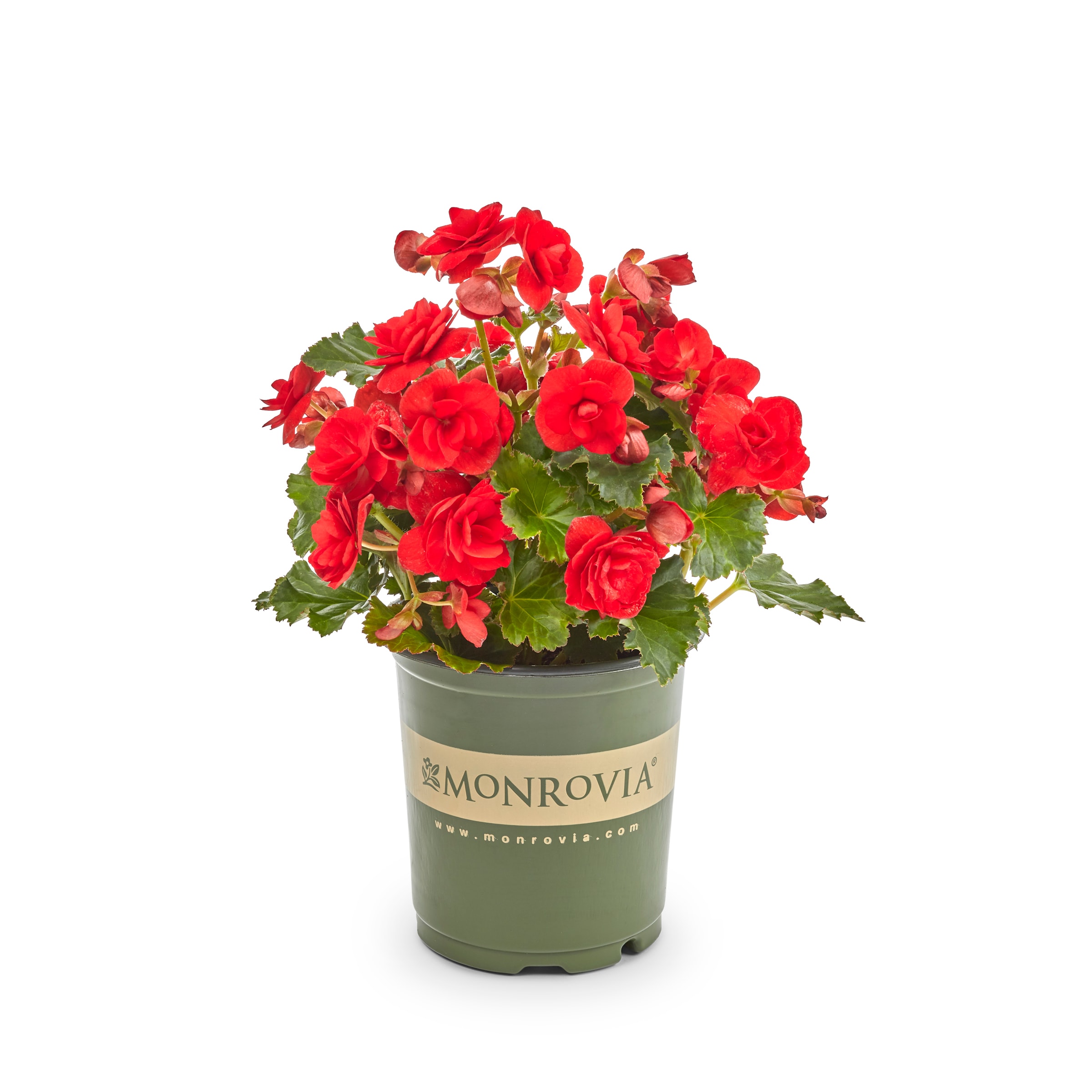 Monrovia Multicolor Begonia in 2.5-Quart Pot 192083 at Lowes.com