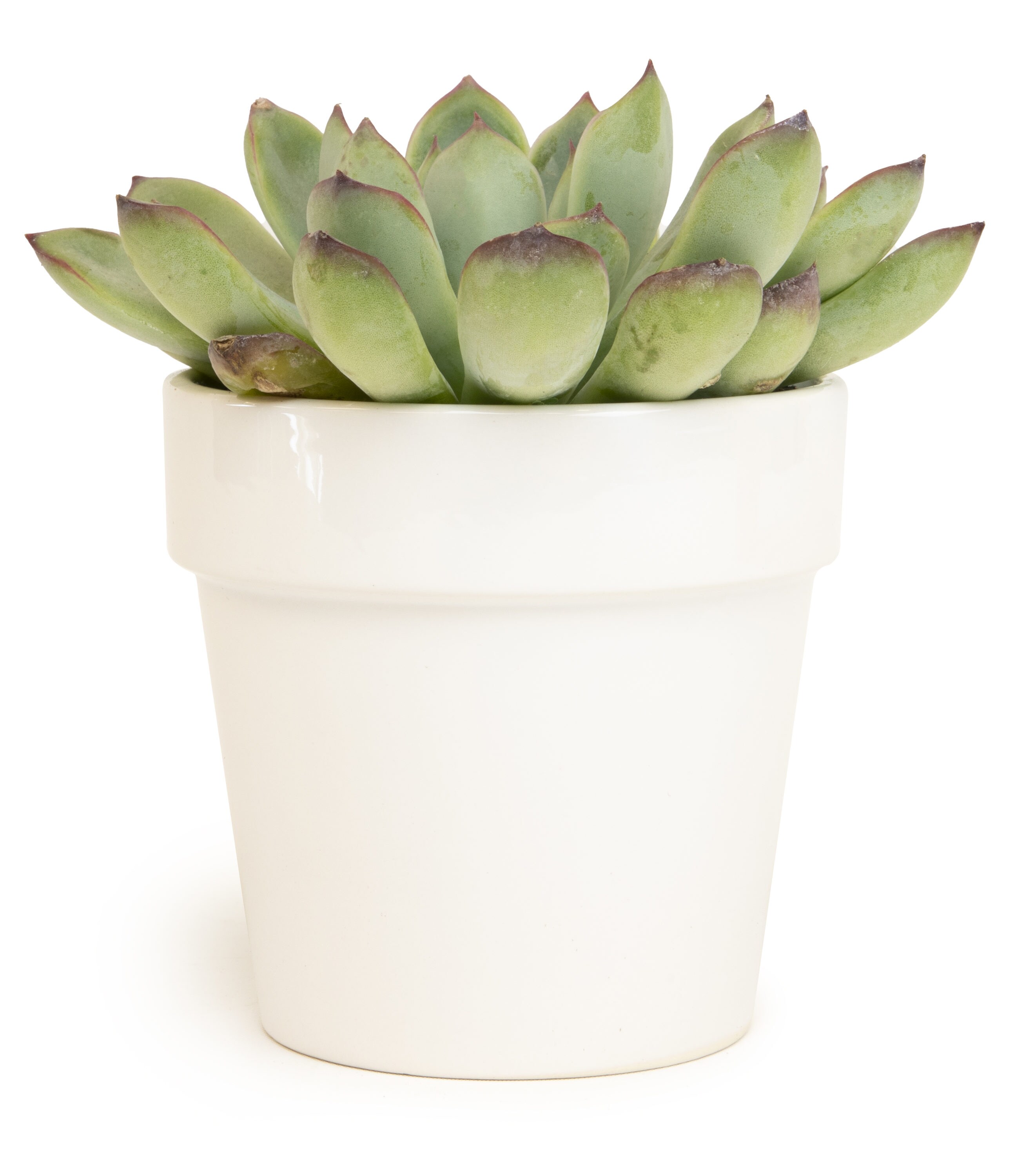 Altman Plants 0872542 Cacti-Succulents - View #2