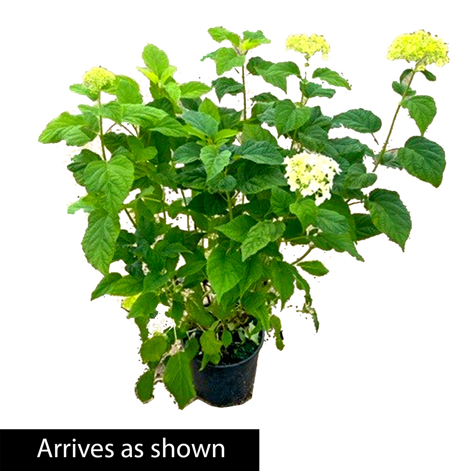 Spring Hill Nurseries 60790 shrubs - View #4