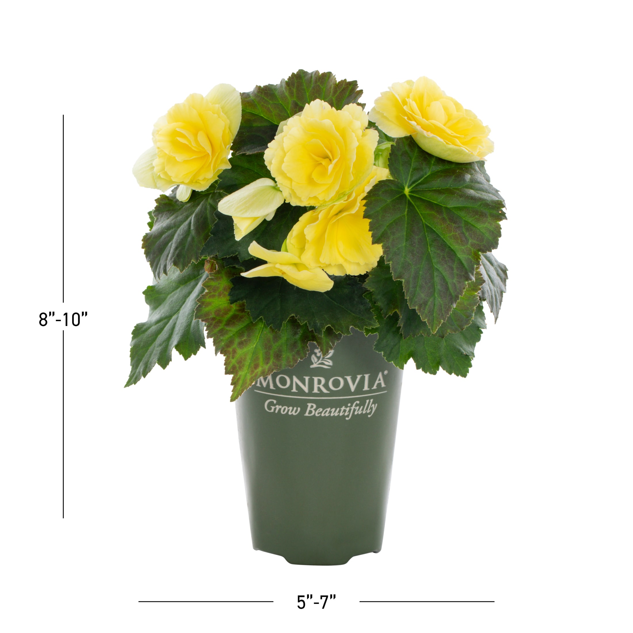 Monrovia 4838 annuals - View #3