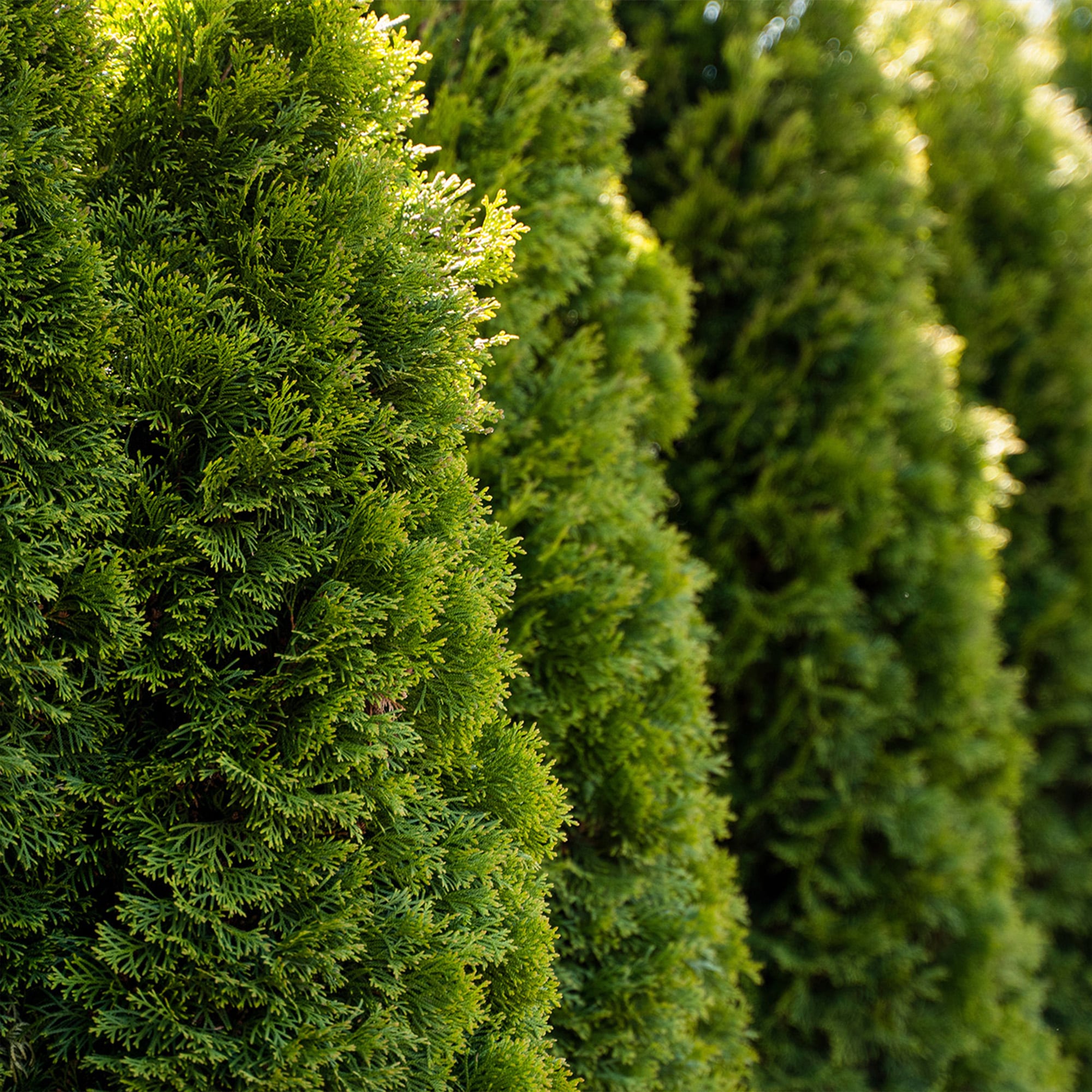 Perfect Plants Full A Hedge Arborvitae Screening Shrub in 1-Gallon Pot ...