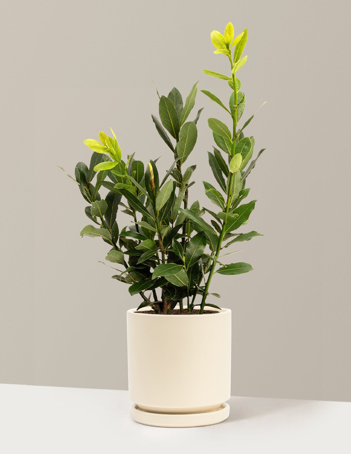 The Sill 1 Gallons Bay Laurel - Almond Isabella Ceramic Plant 1 -Pack