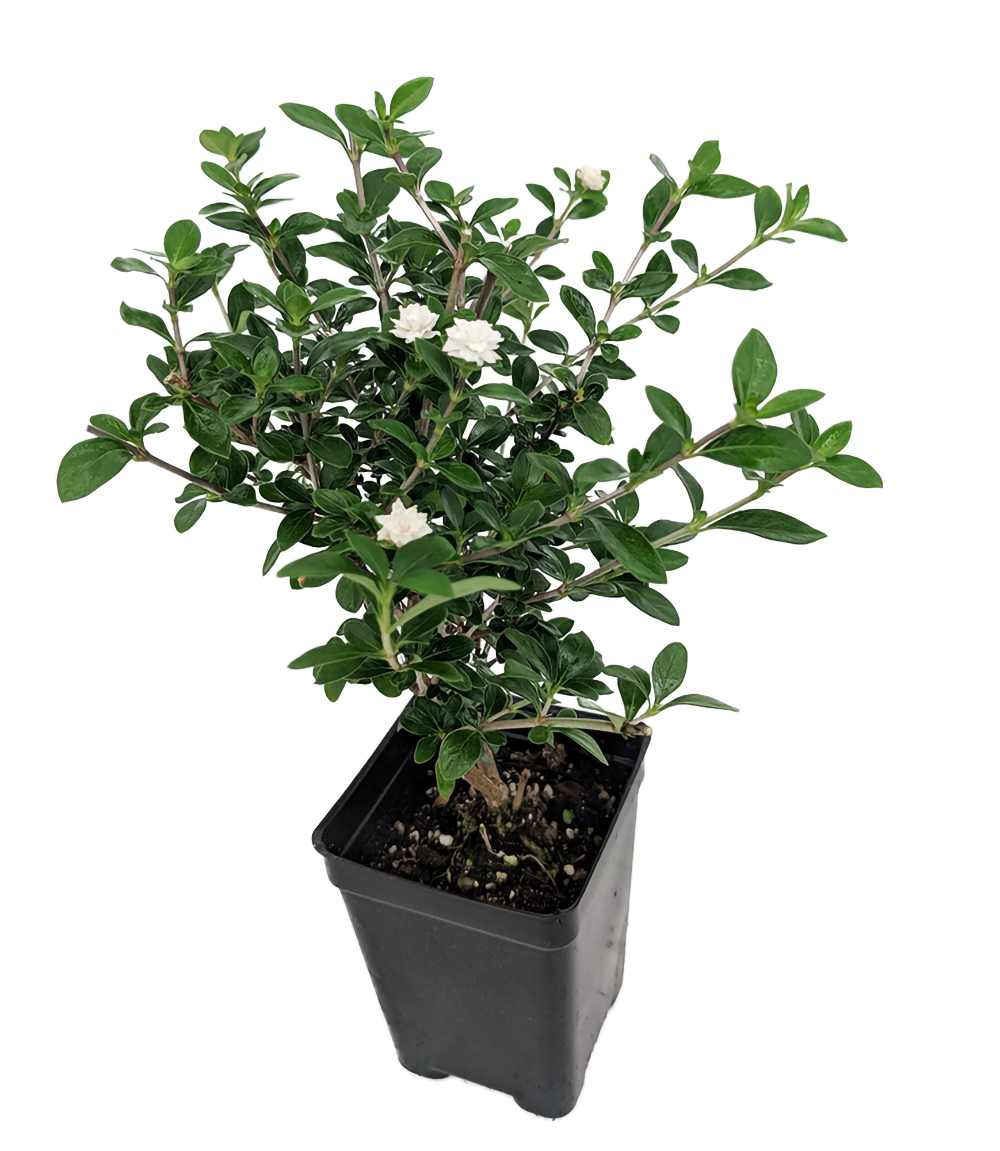 Hirt's Gardens Double White Serissa Tree - 2.5 inch Pot - House Plant ...