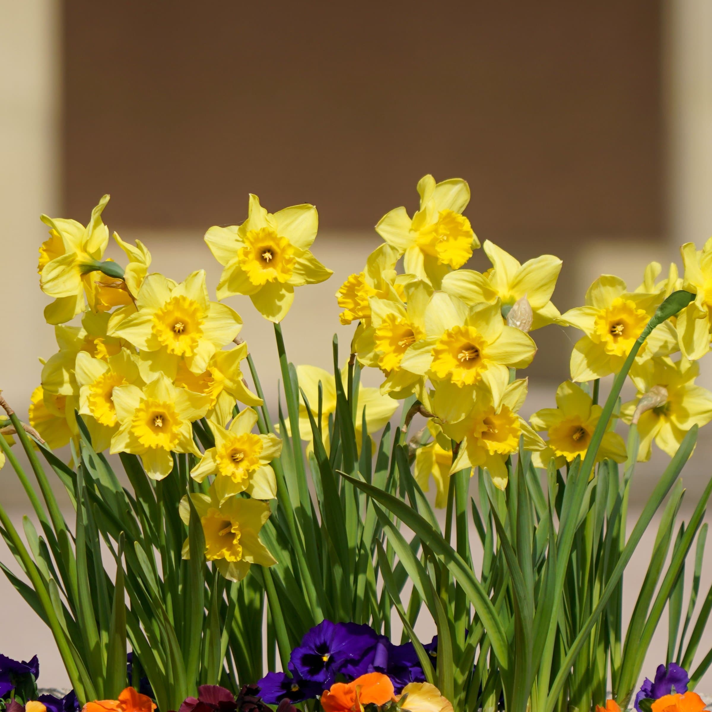 National Plant Network LW3140C Plant-Bulbs - View #5