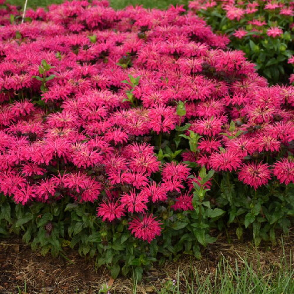 Proven Winners 5637976 perennials - View #4