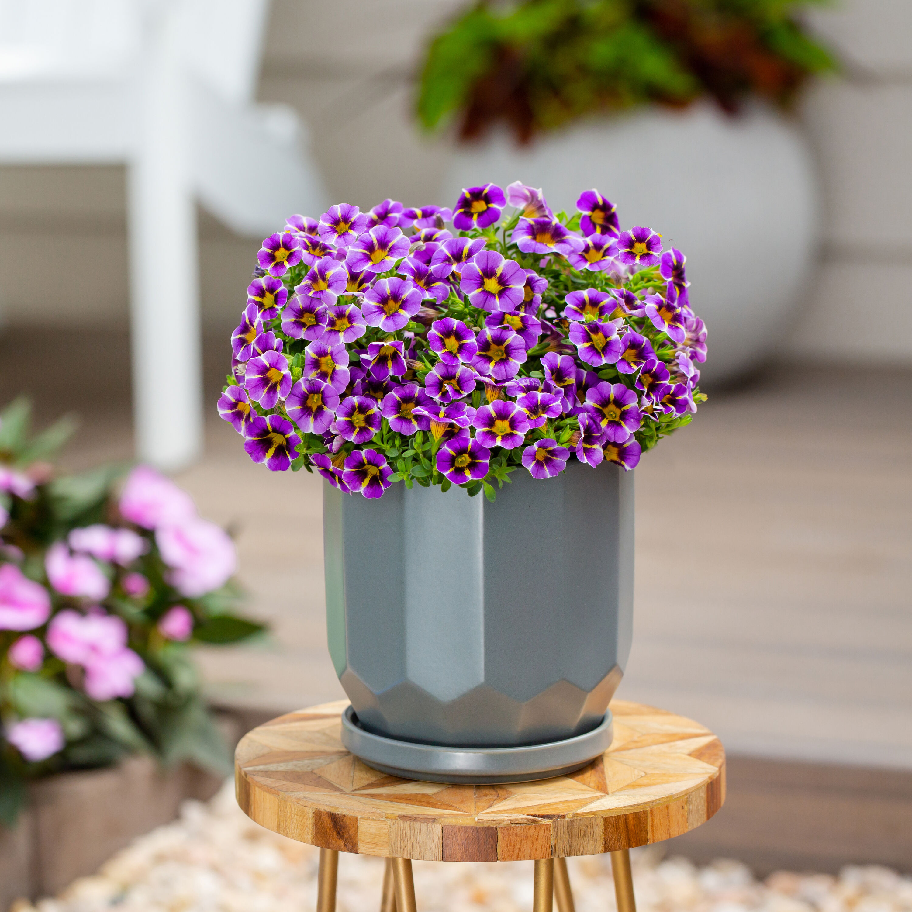 Metrolina Greenhouses Purple Calibrachoa in 1.5-Pint Pot 5-Pack in the ...