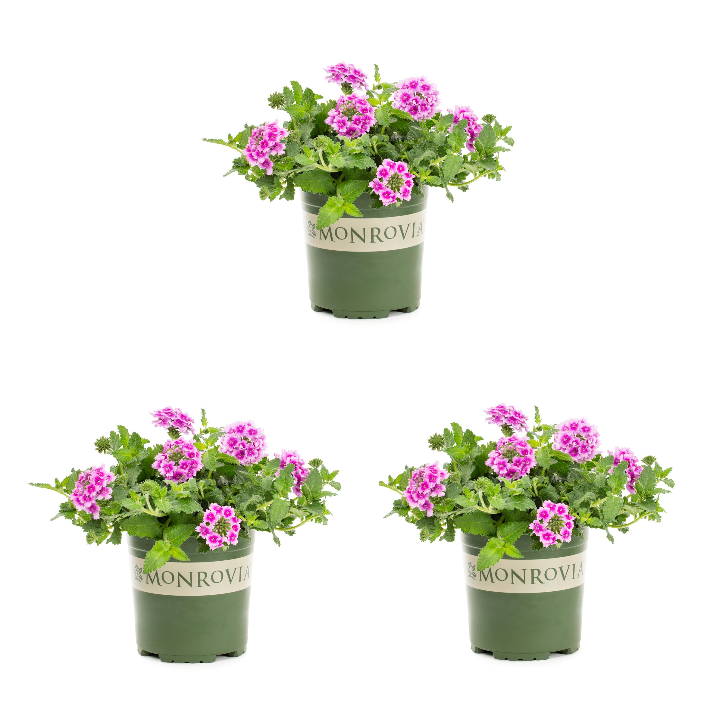 Metrolina Greenhouses Pink Verbena Plant in 2.5-Quart Pot 3-Pack 78666 ...