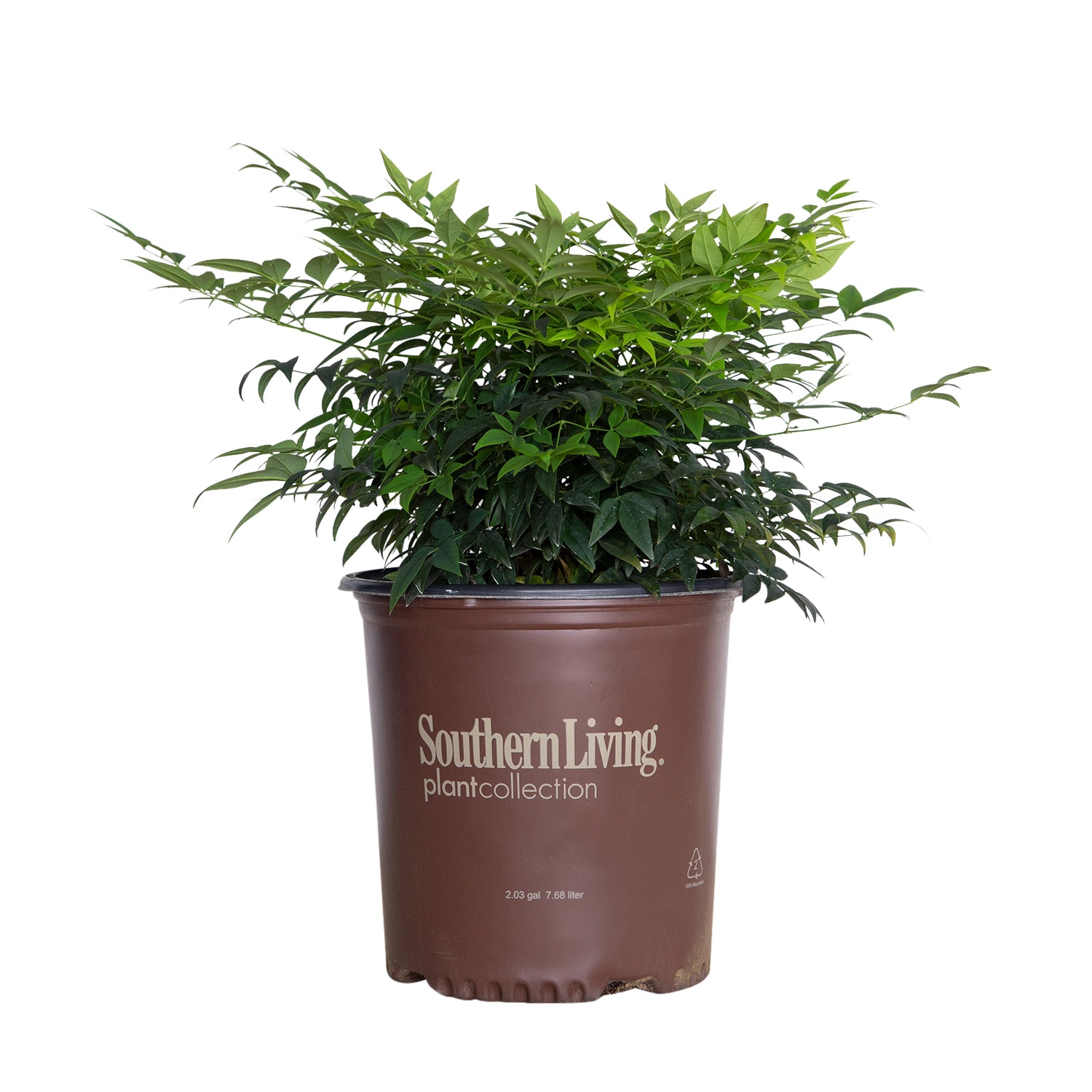 Southern Living Plant Collection 43162TSL-1 shrubs - View #3