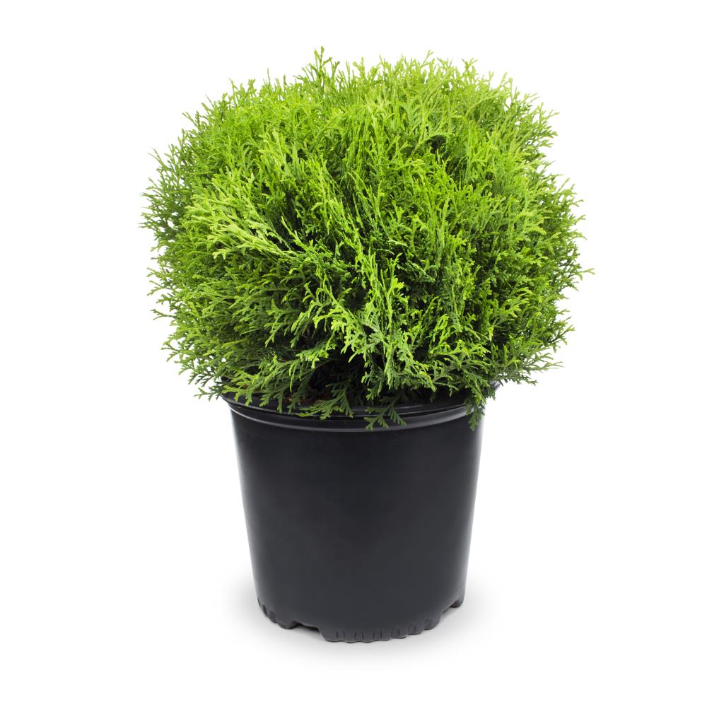 Lowe's Little Giant Arborvitae Accent Shrub in 2.25-Gallon (s) Pot at ...