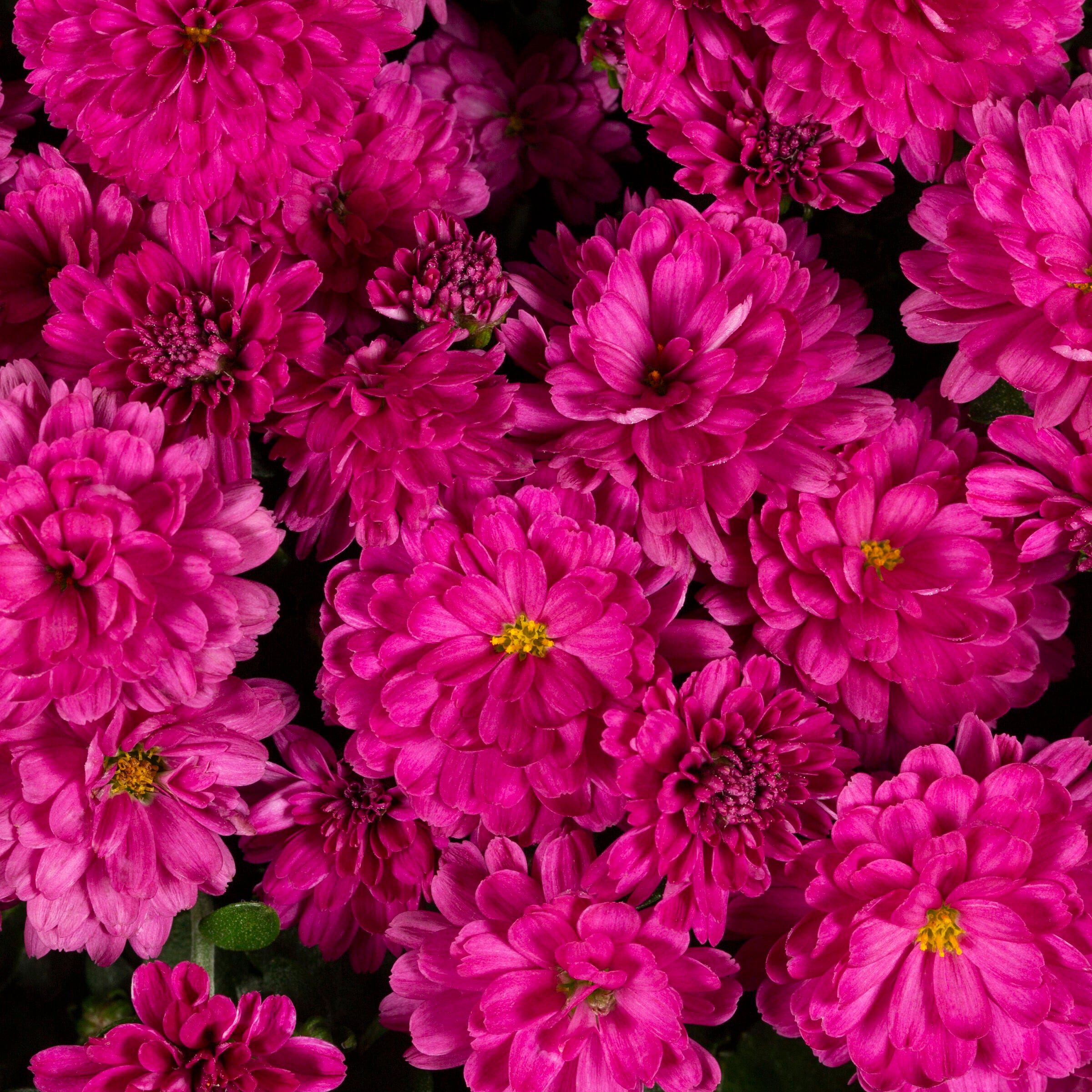 Lowe's NURSERY annuals - View #2