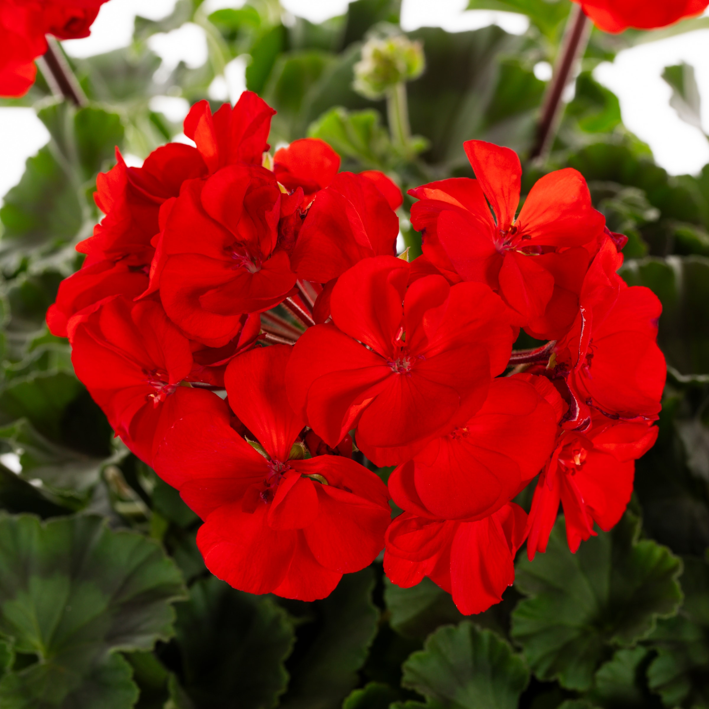 Lowe's NURSERY annuals - View #3