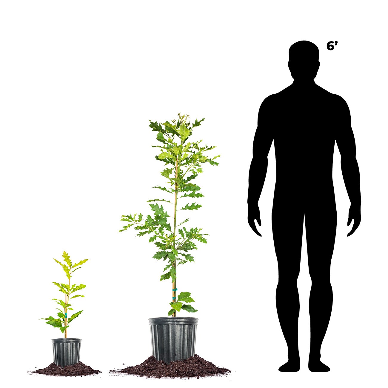 Perfect Plants LOSHUMARDOAK3G trees - View #5
